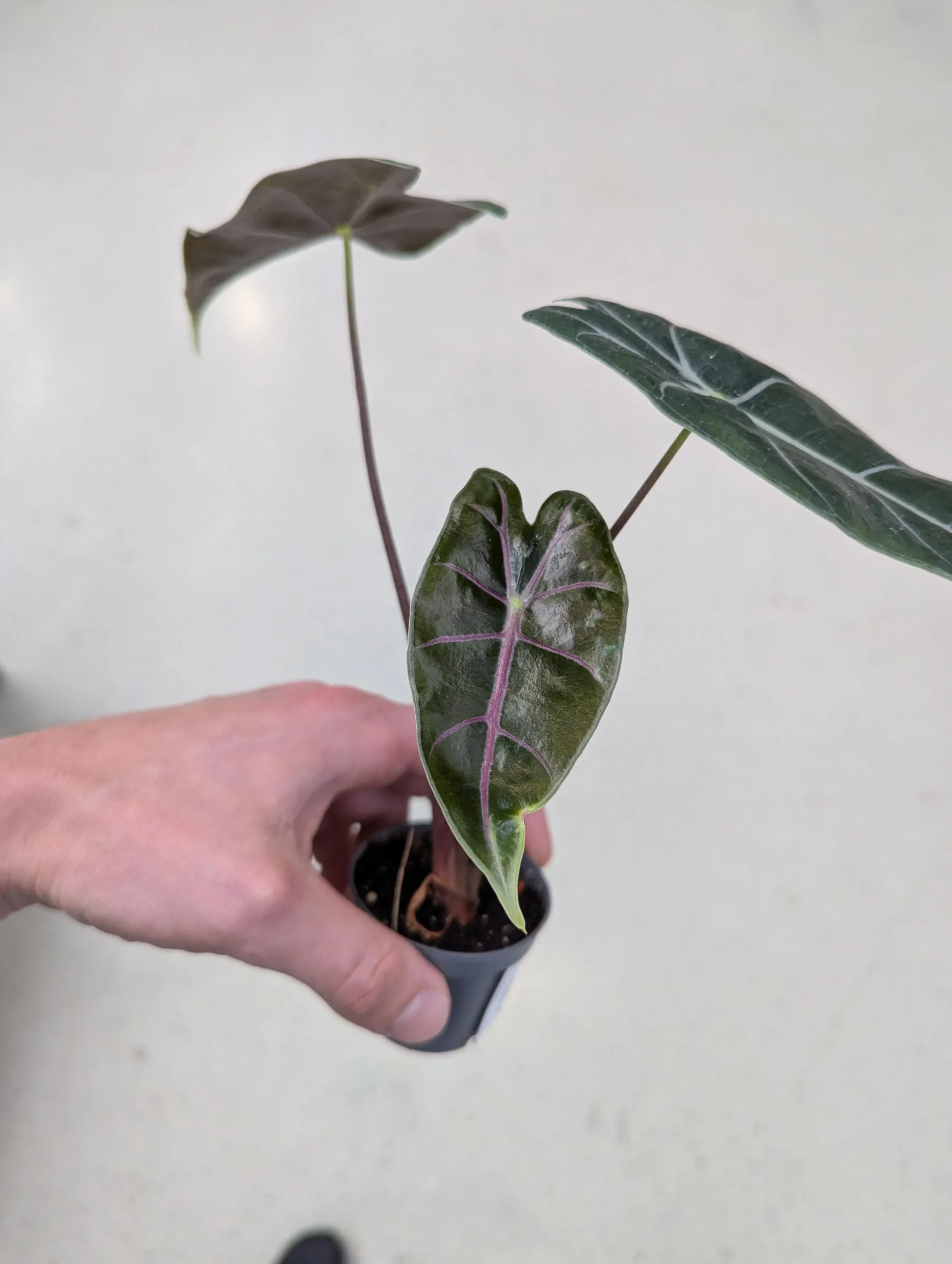 Alocasia Purple Vain – Image 3