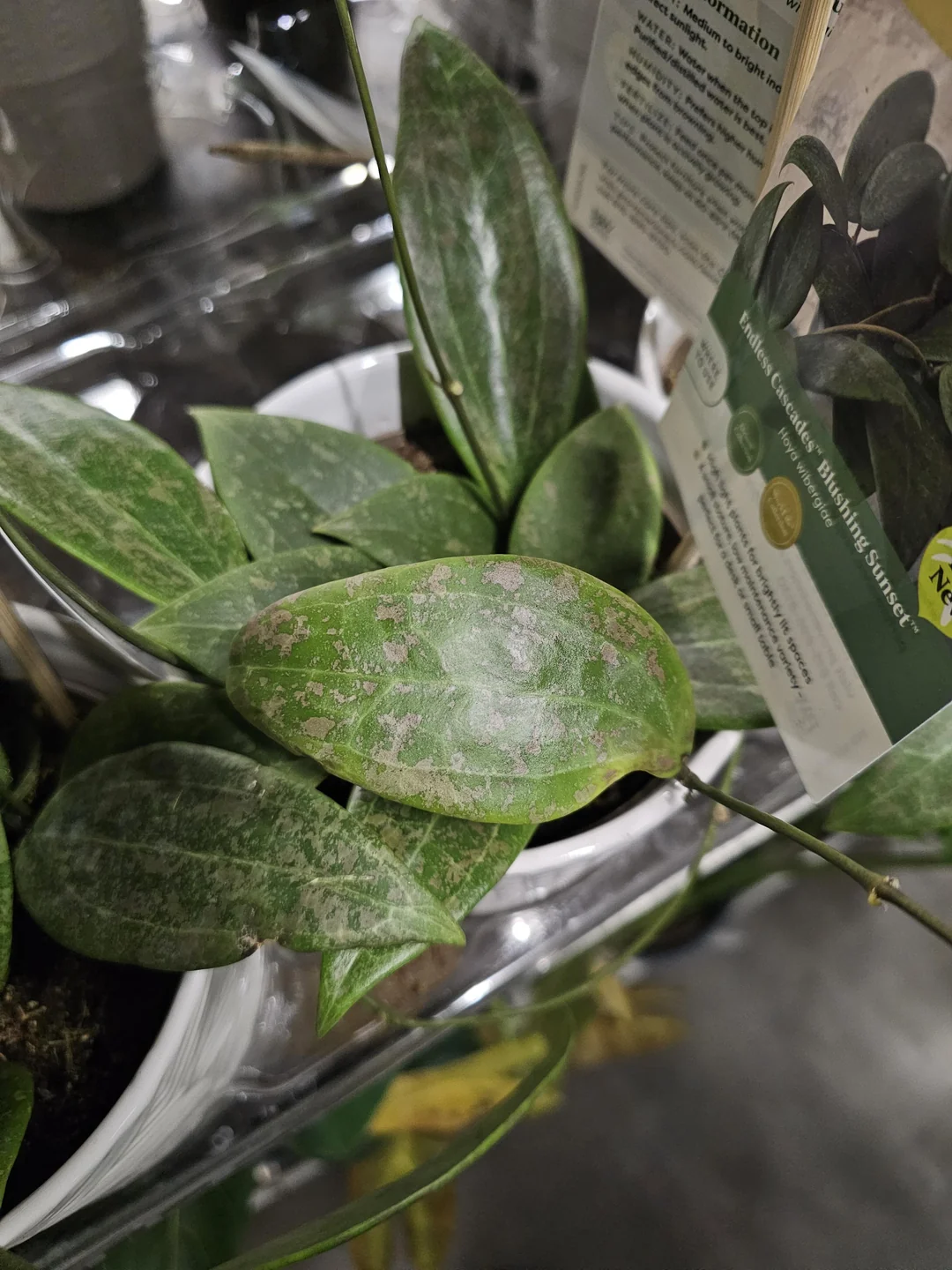 Hoya wibergiae – Image 5