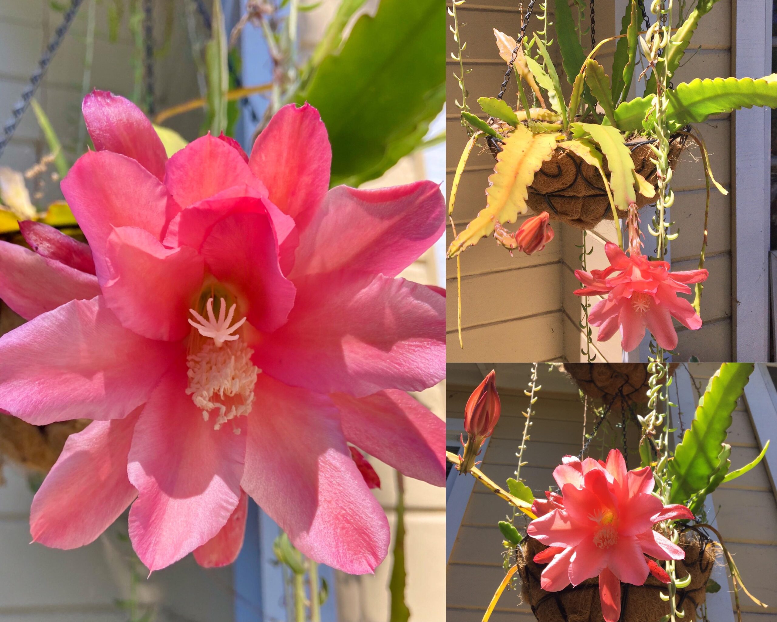 Epiphyllum Amstel – Image 3