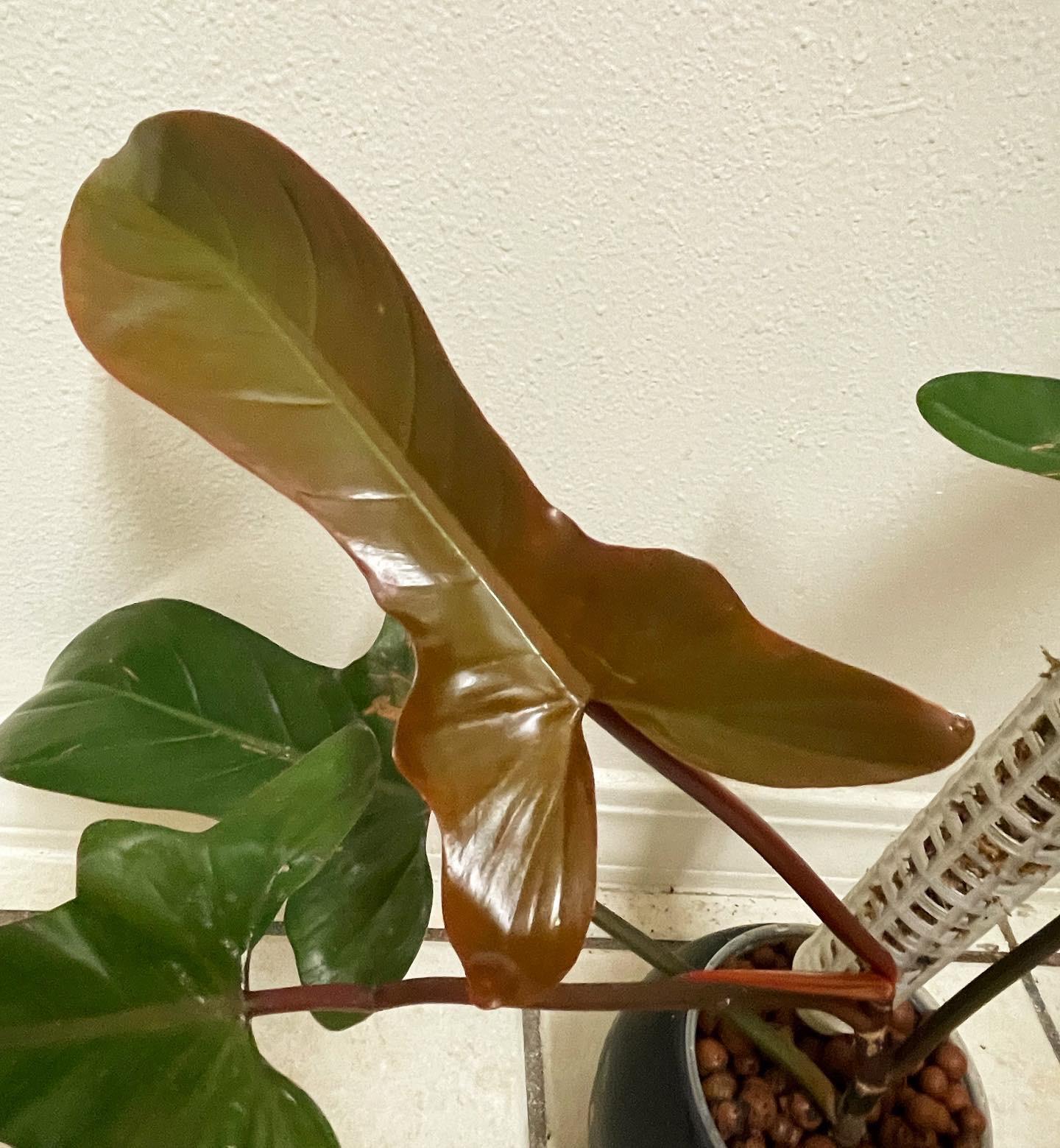 Philodendron Florida Bronze – Image 4