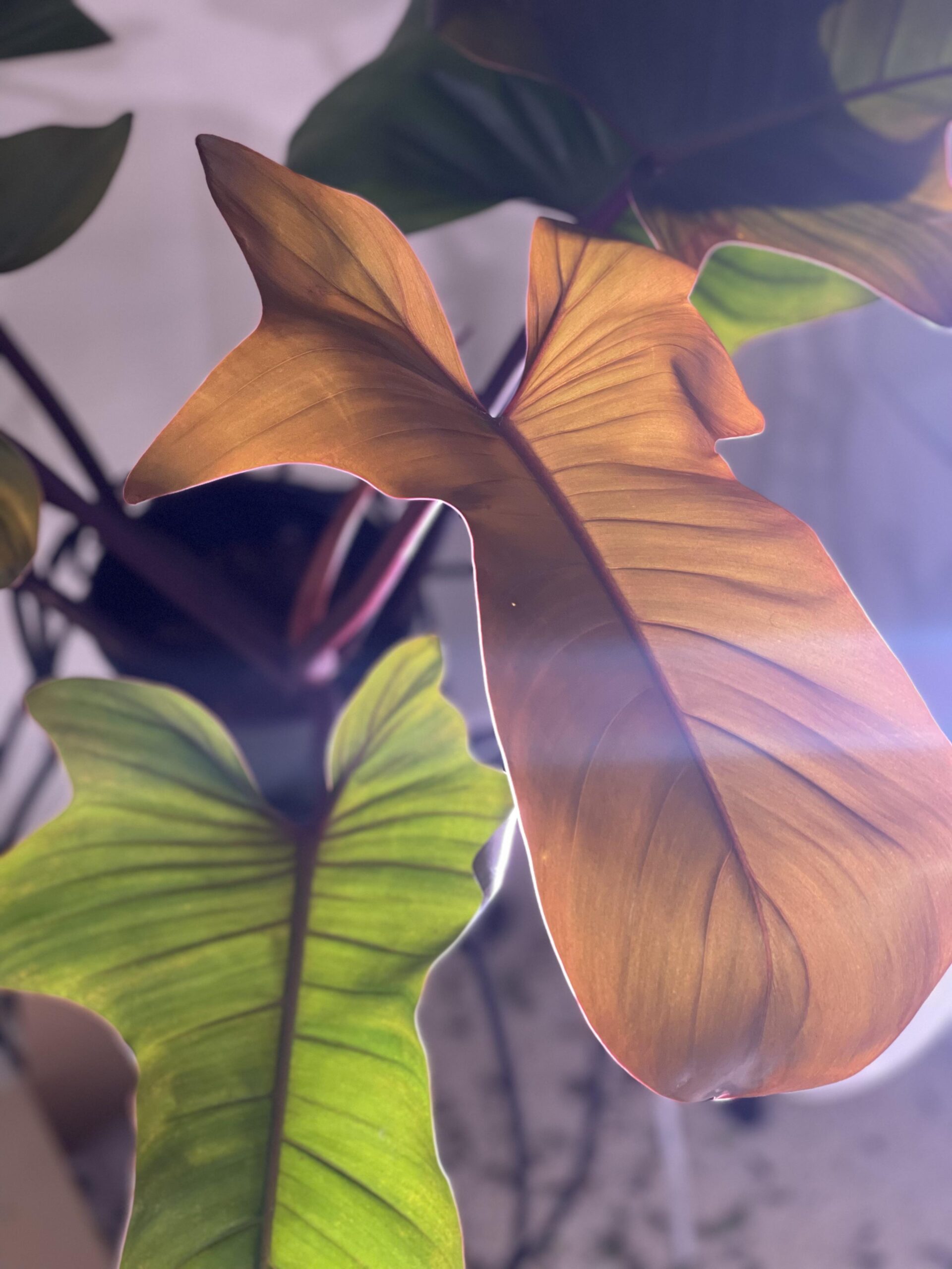 Philodendron Florida Bronze – Image 2