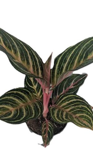 Aglaonema Dreamcatcher