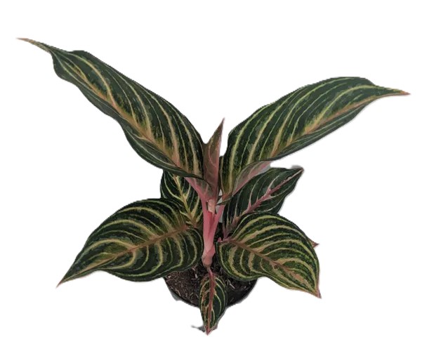 Aglaonema Dreamcatcher
