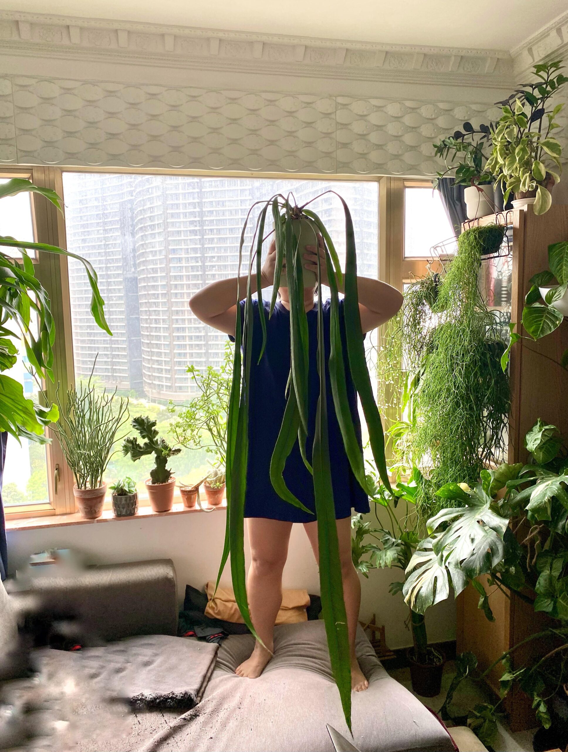 Anthurium vittarifolium – Image 2