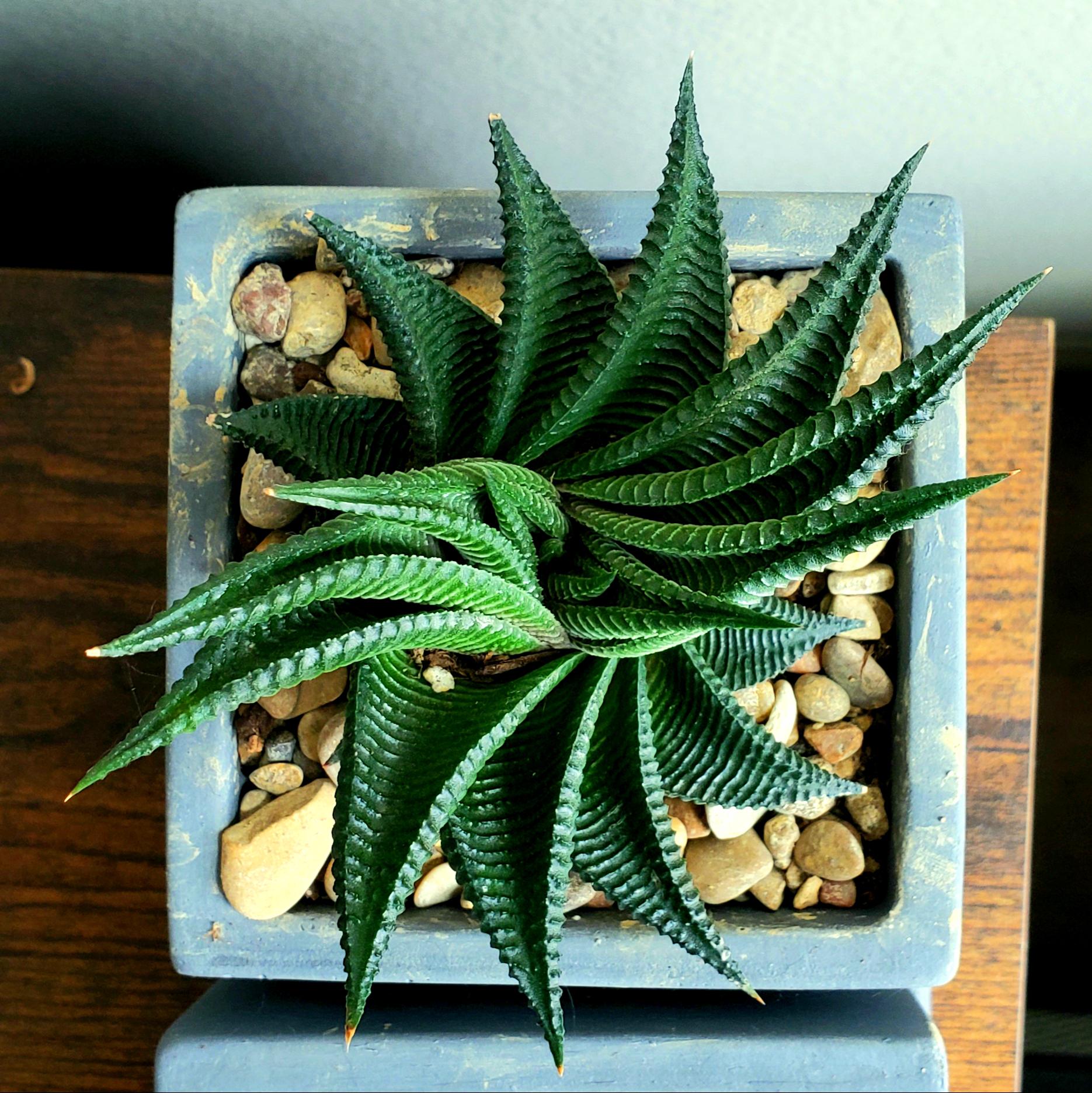 Haworthia spiralis – Image 2