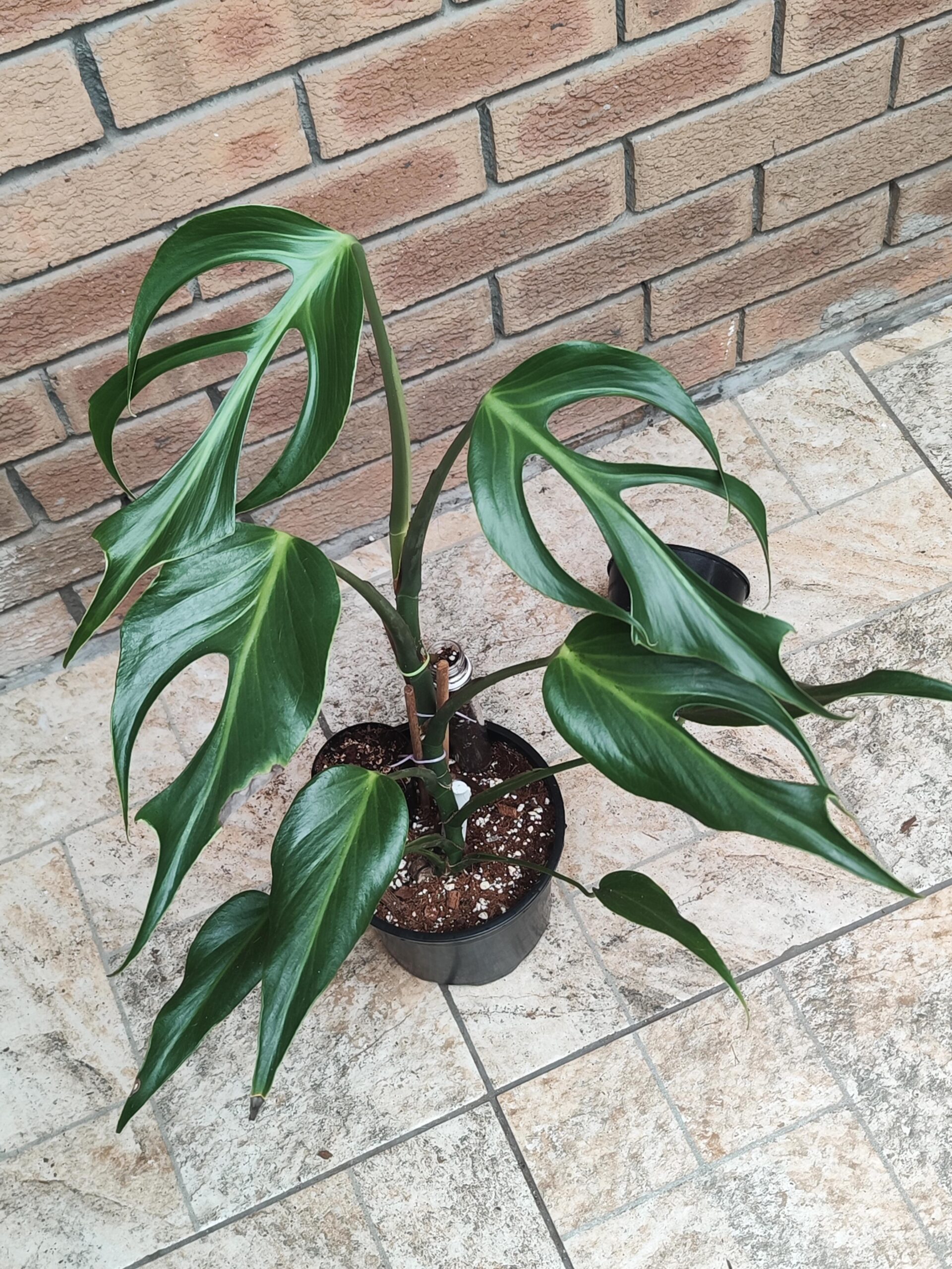 Monstera Burle Marx Flame – Image 4