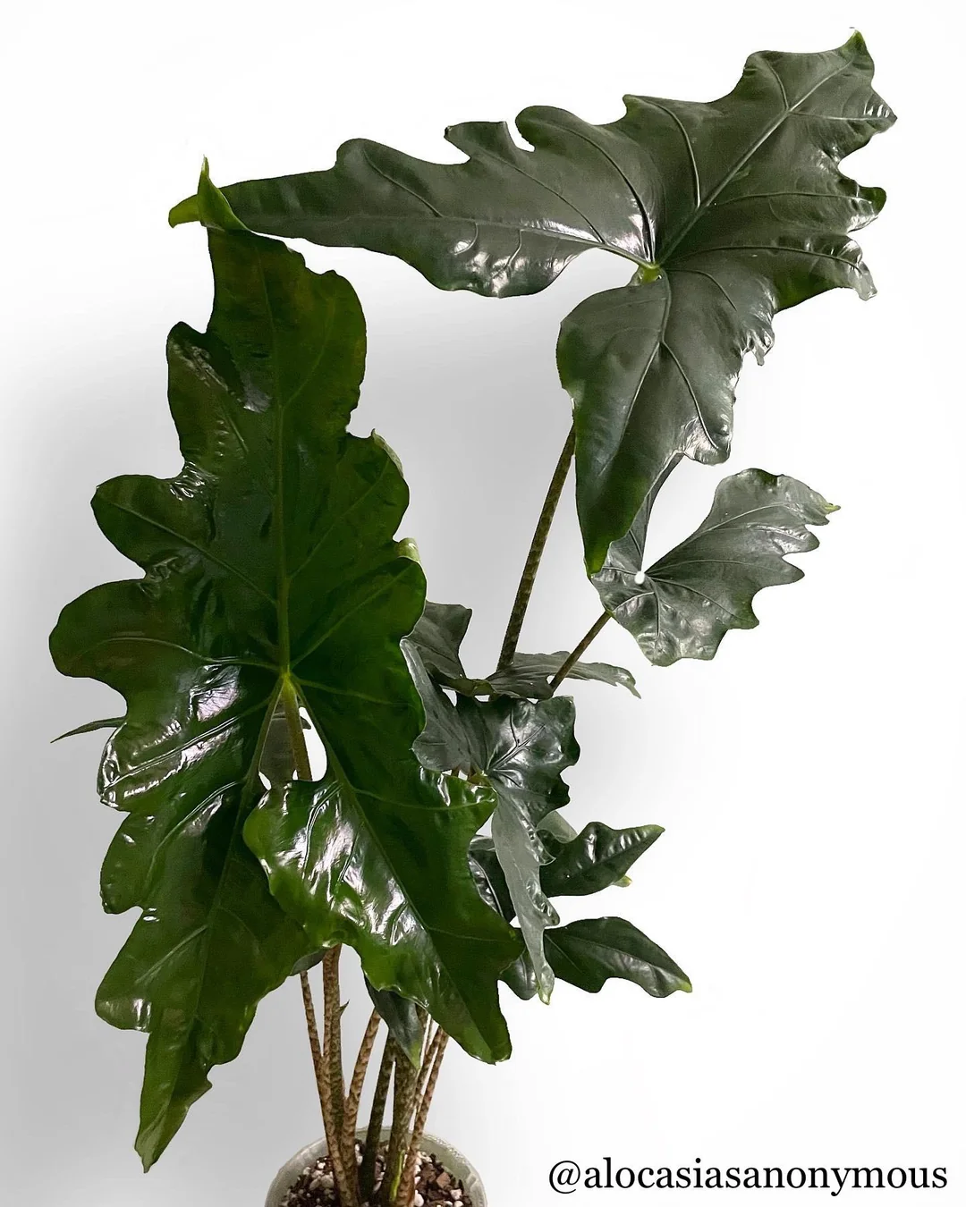 Alocasia nycteris Bat Wing – Image 4