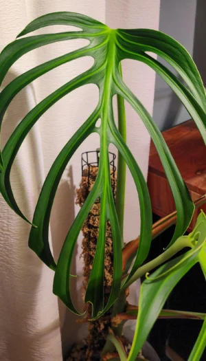 newest-leaf-on-burle-marx-flame-v0-iiqva2fn0eac1