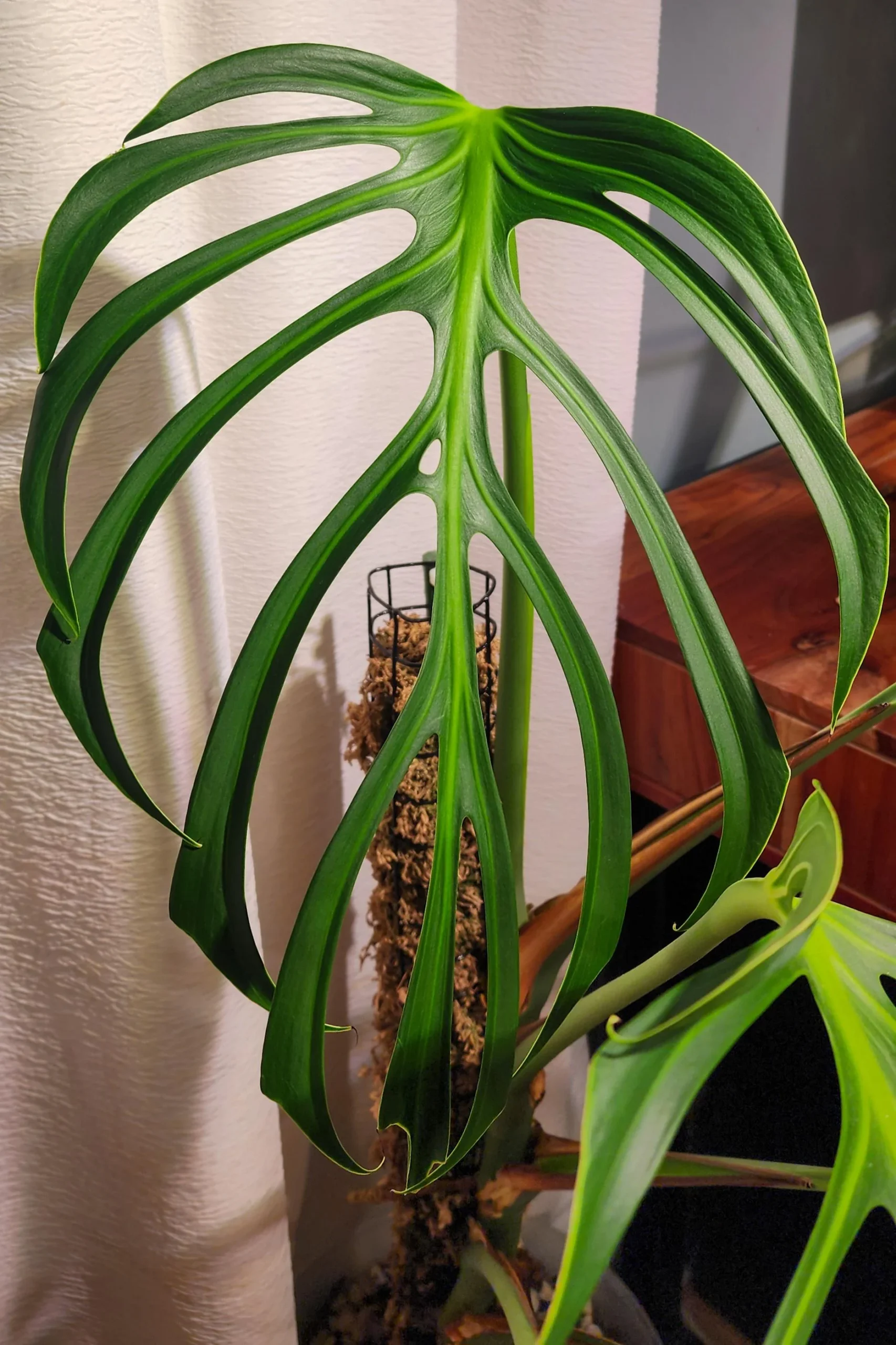 Monstera Burle Marx Flame – Image 2