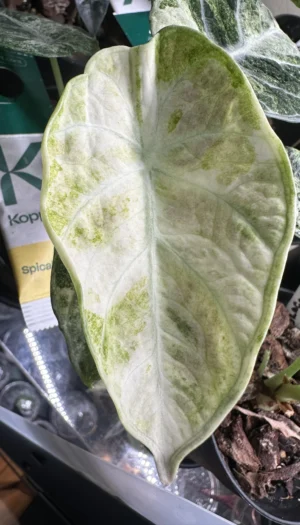 newest-leaf-on-the-ninja-tricolor-v0-qijbew85qigd1