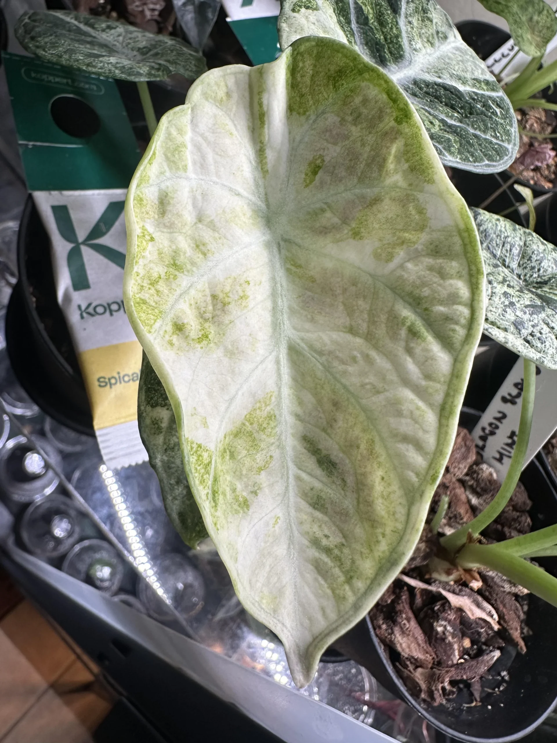 Alocasia Ninja Tricolor – Image 2