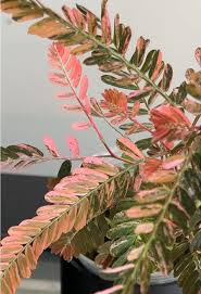 Phyllanthus urinaria Compacta Variegata – Image 4