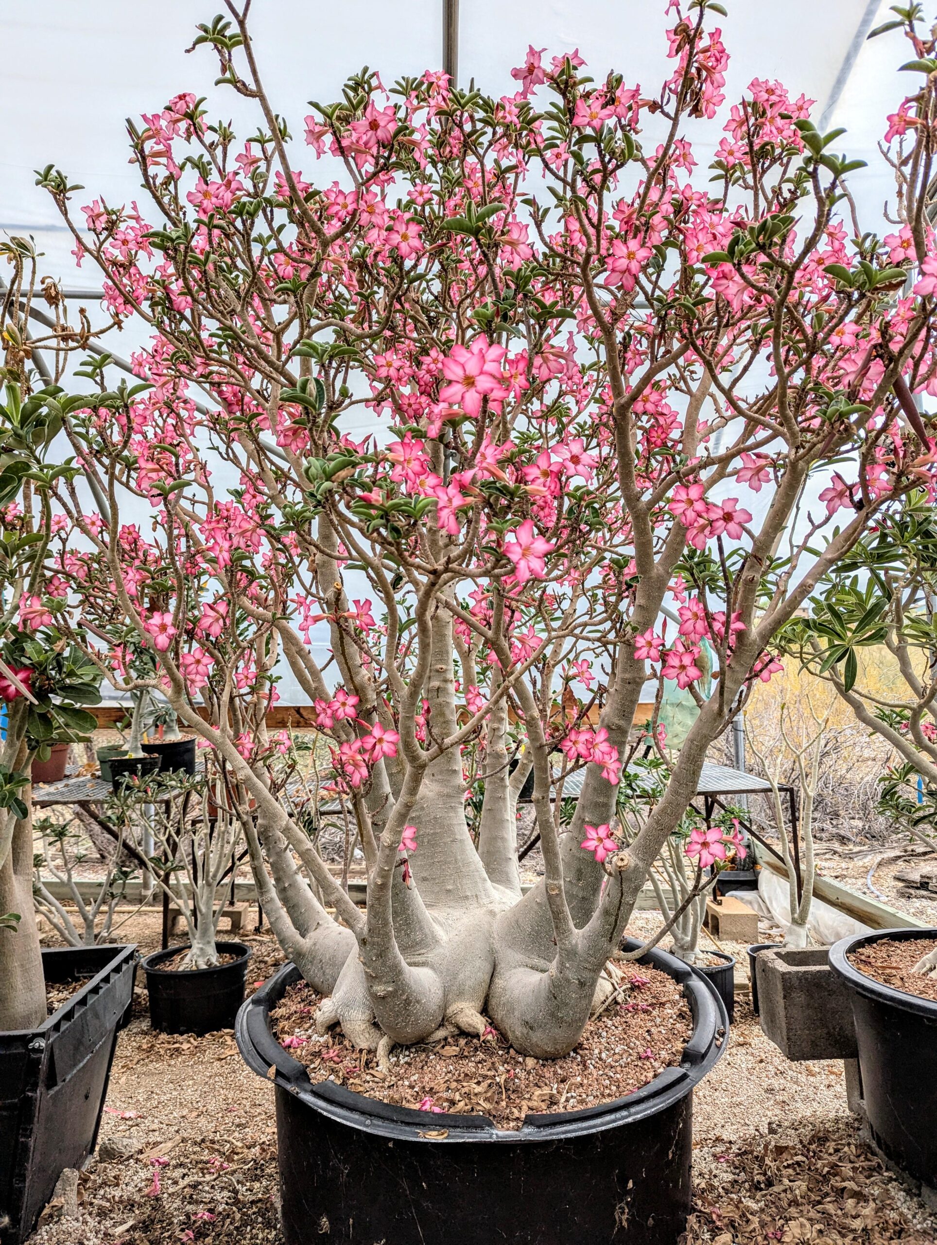 Adenium arabicum – Image 7