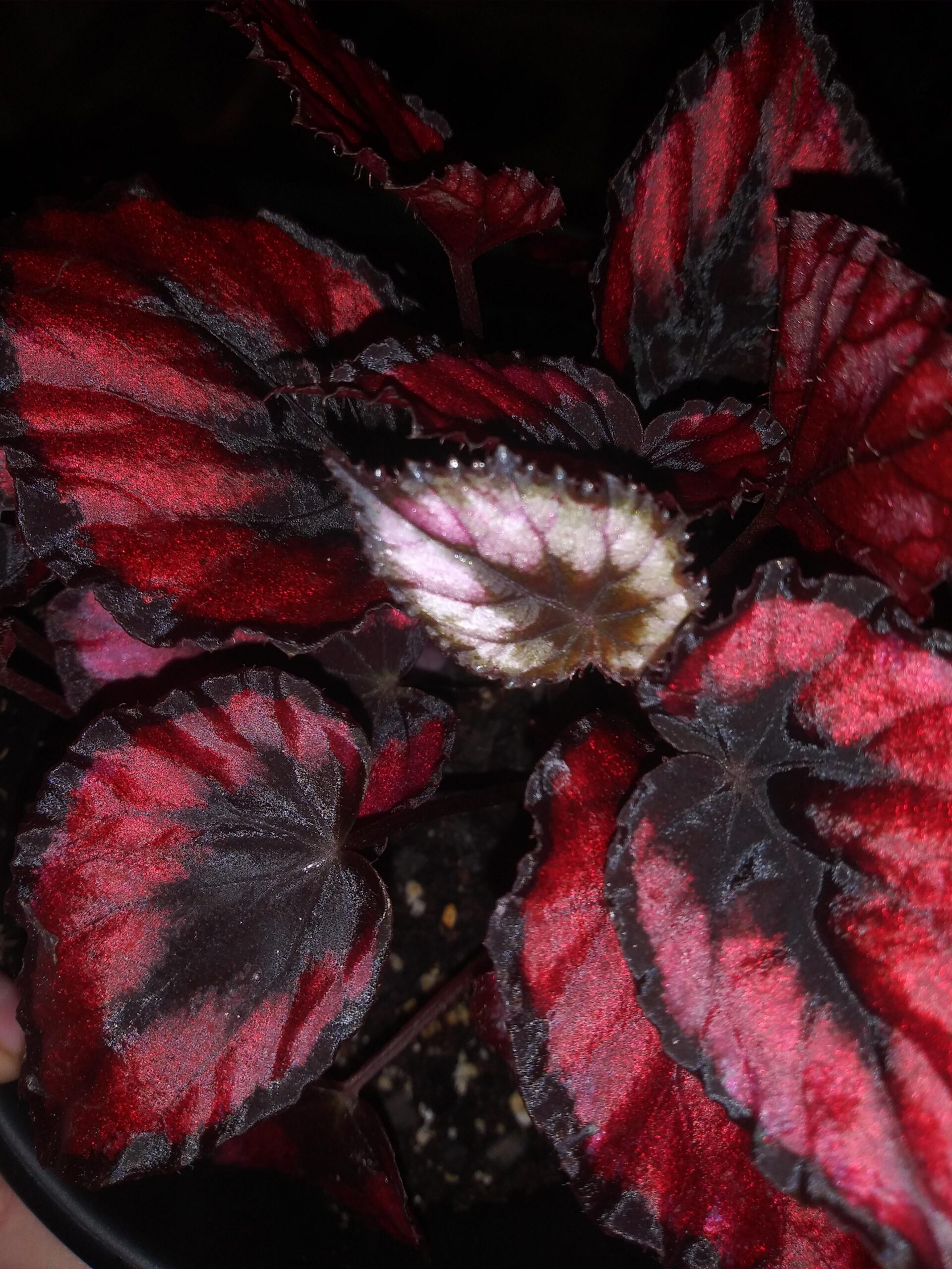 Begonia Magic Colours Red Kiss – Image 2