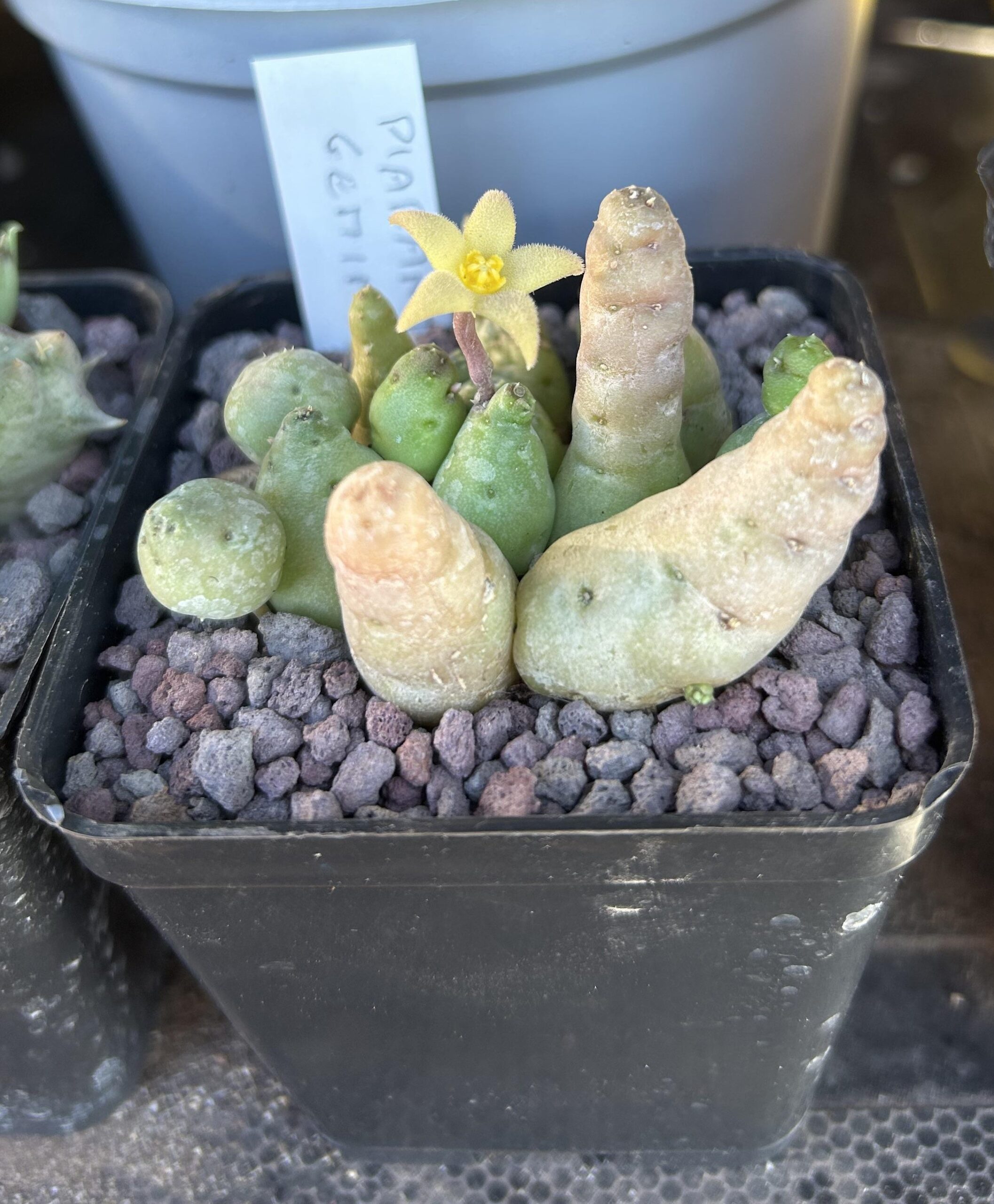 Piaranthus globosus – Image 4