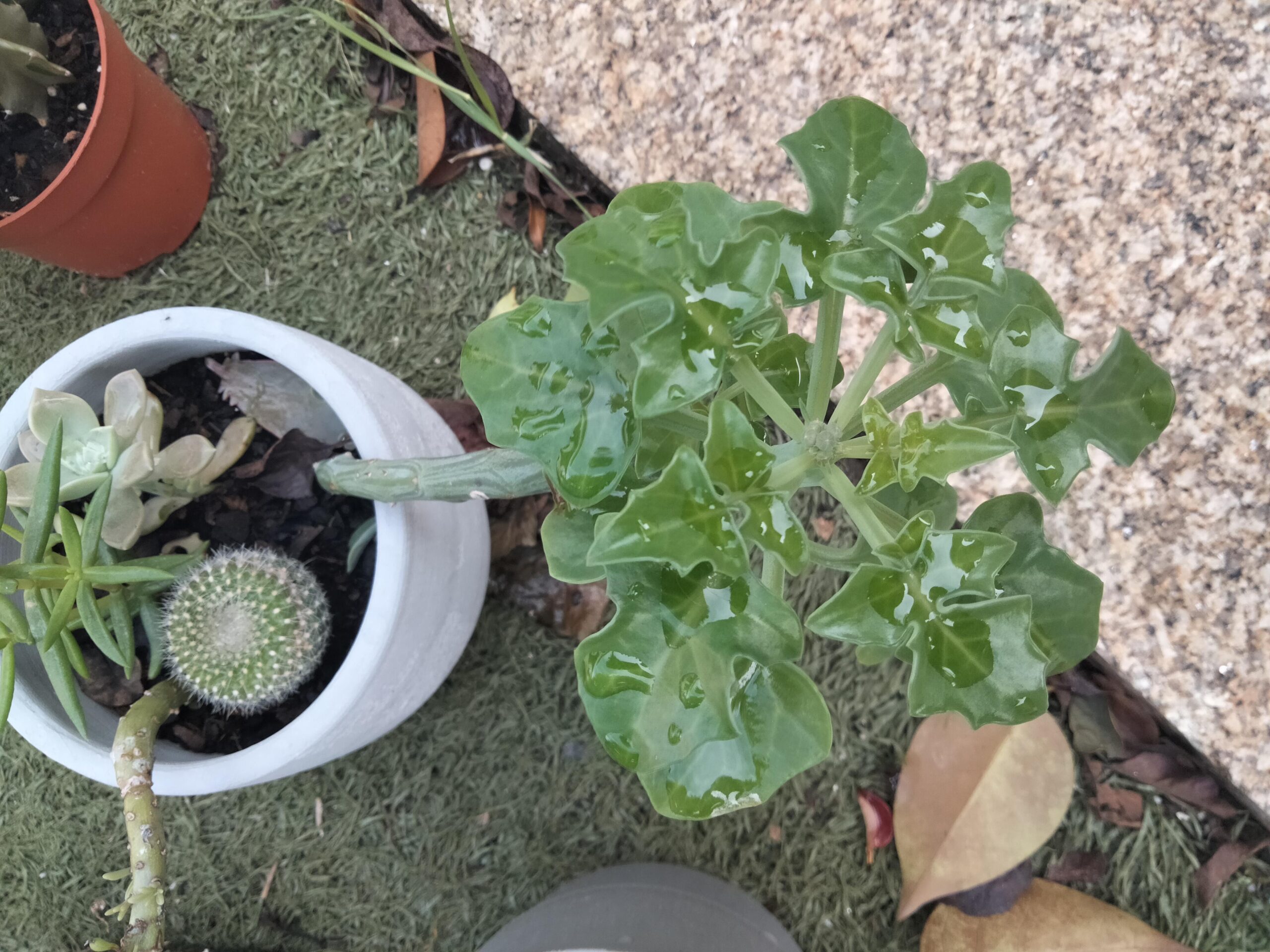 senecio pendulus – Image 3