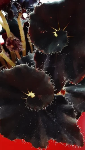 qxQWRqjYWExxBecigKGa1WwE5kHtz3q6GvGTGmx-7uU