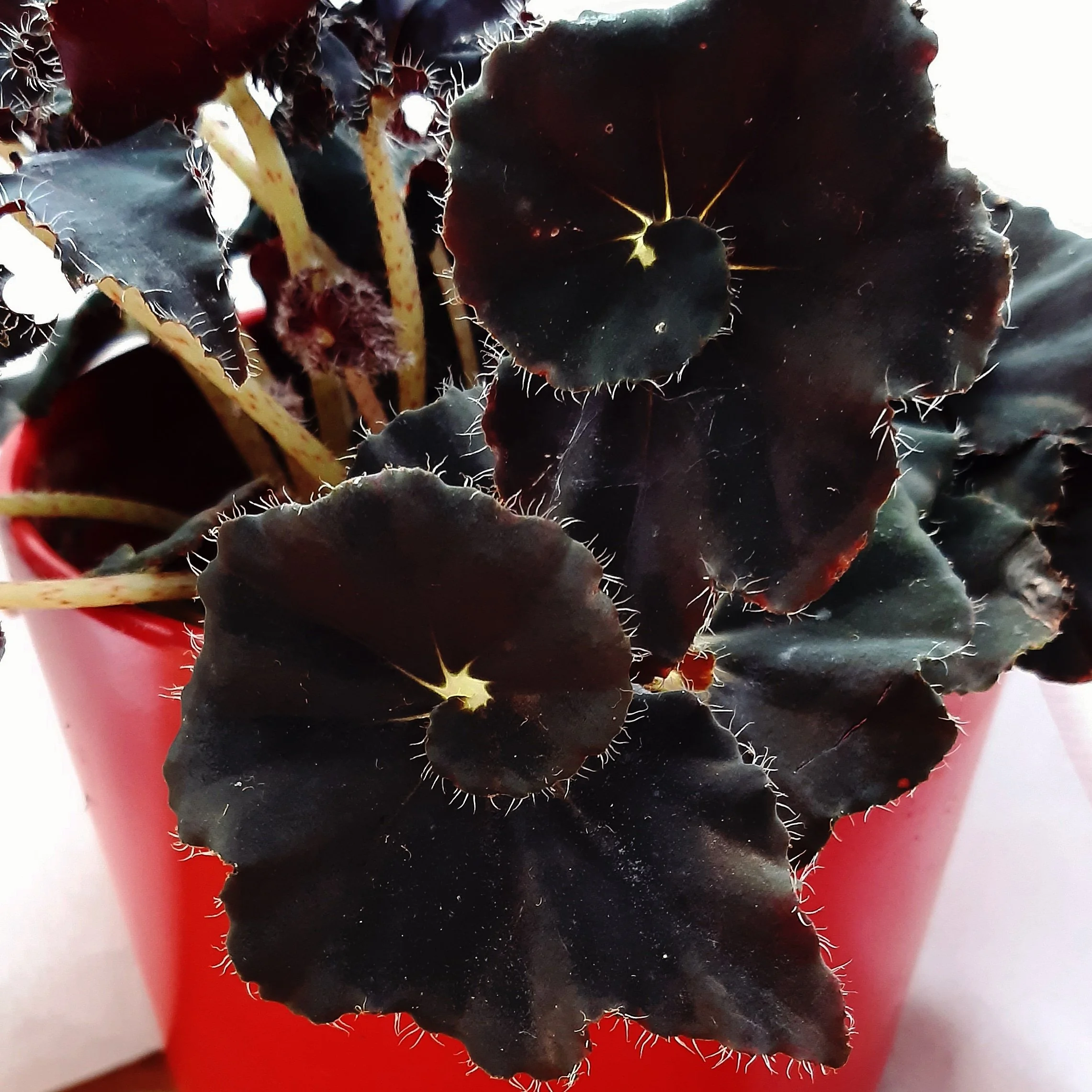 Begonia Magic colours dark mambo – Image 2