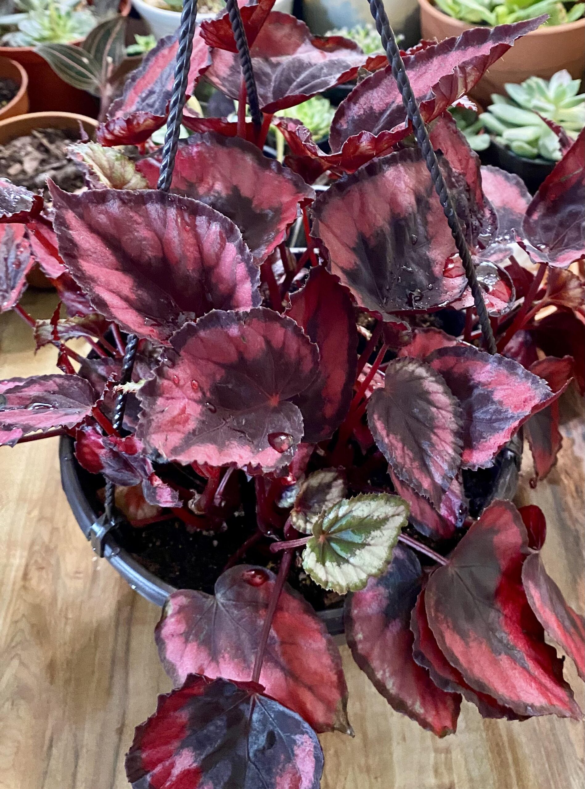 Begonia Magic Colours Red Kiss – Image 6