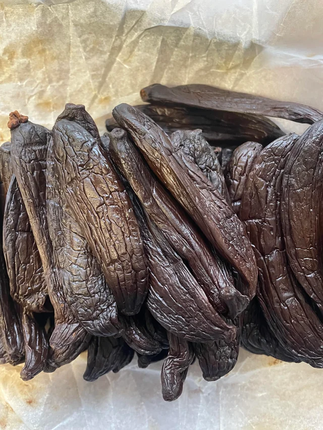 Vanille pompona (vanilla pompona) – Image 2