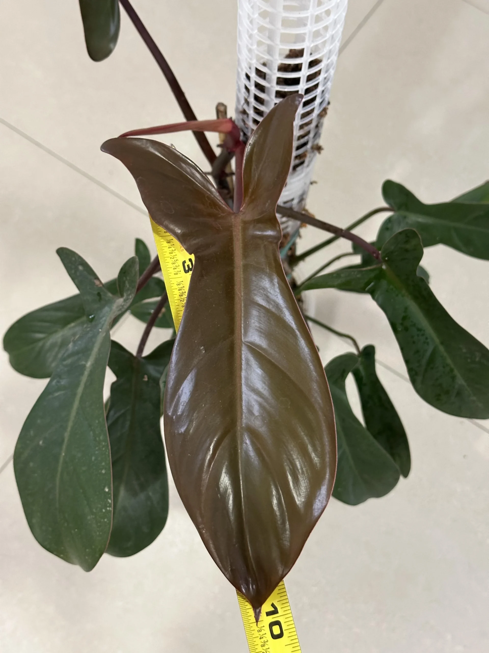 Philodendron Florida Bronze – Image 5