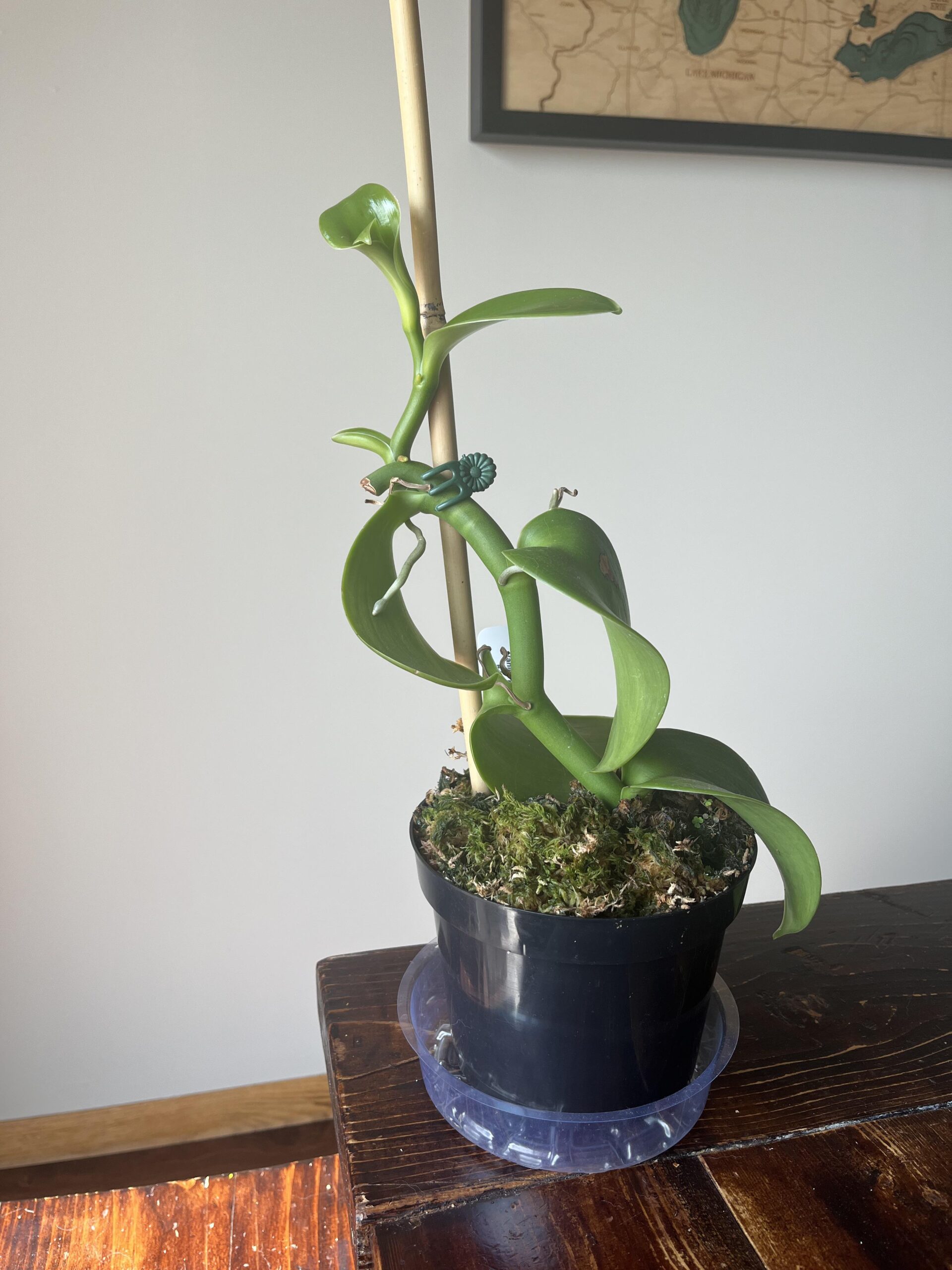 Vanille pompona (vanilla pompona) – Image 6