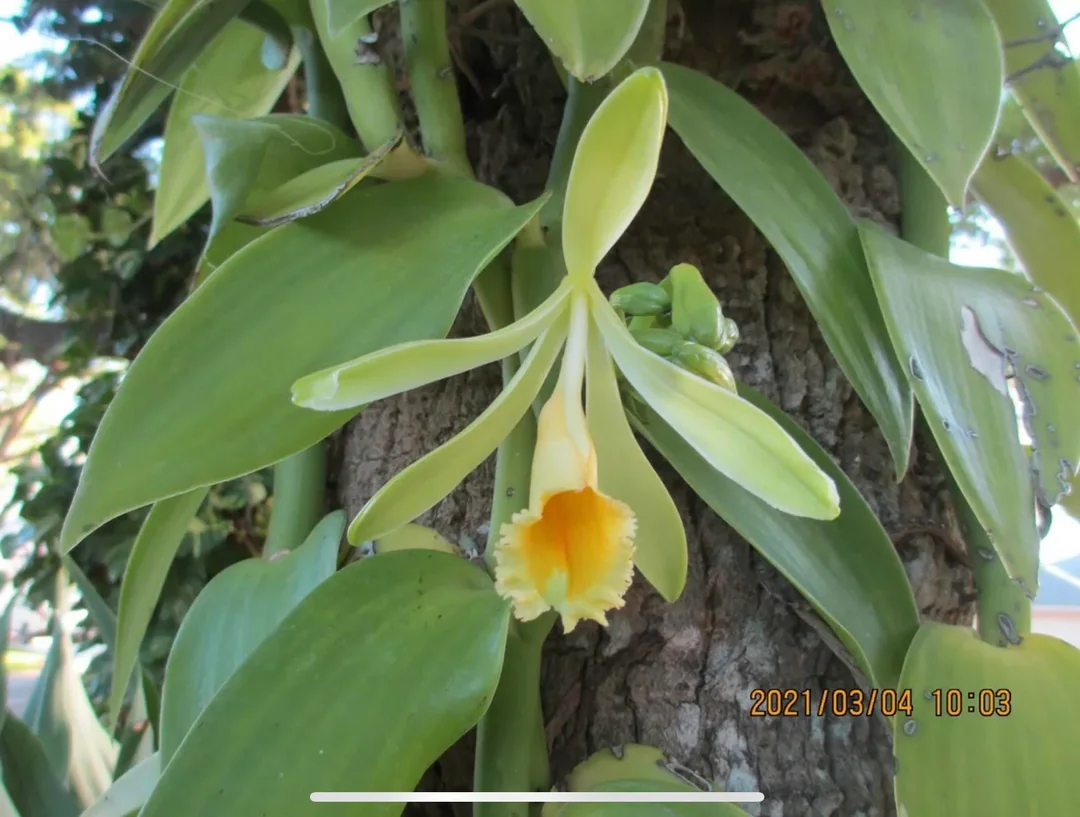 Vanille pompona (vanilla pompona) – Image 7