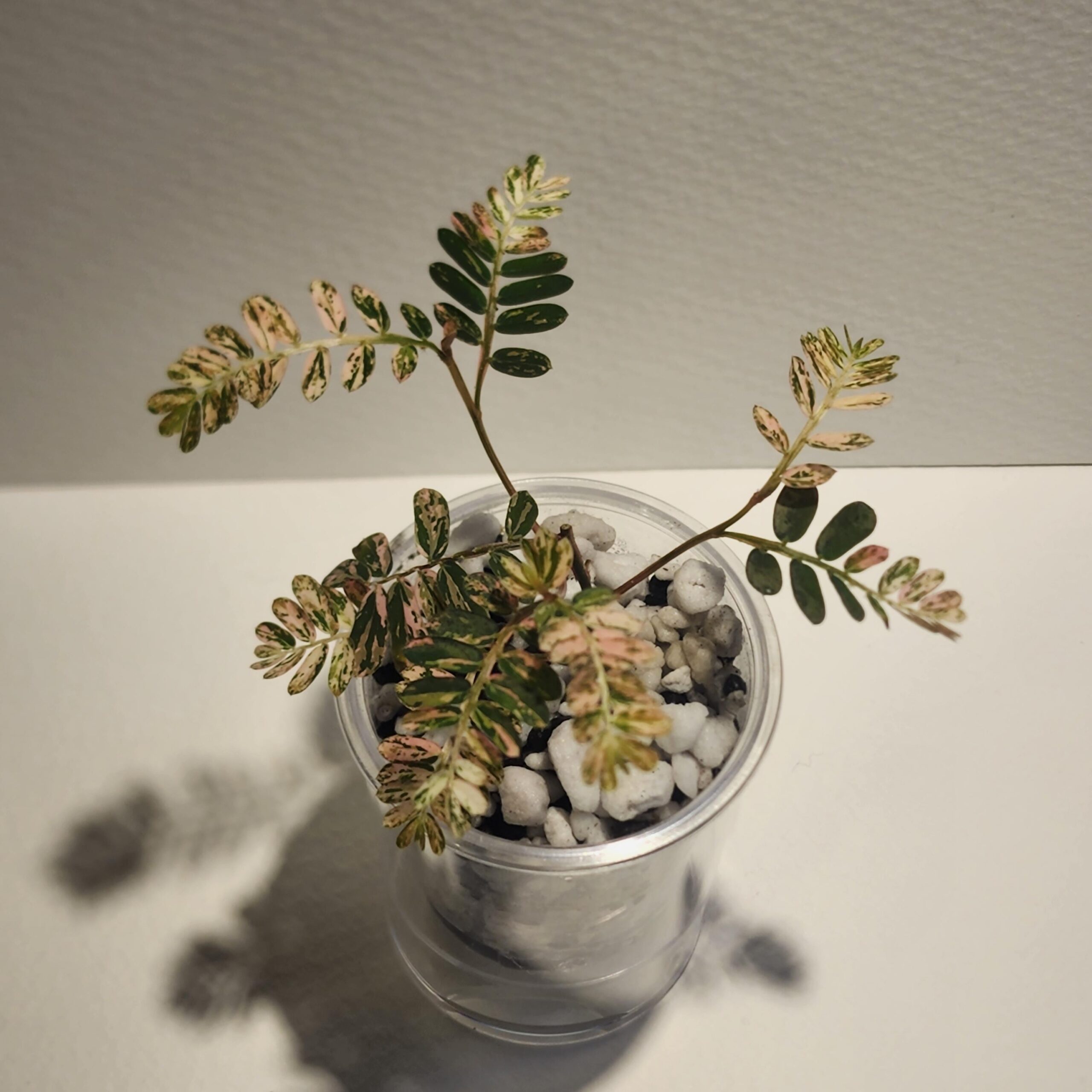 Phyllanthus urinaria Compacta Variegata – Image 6