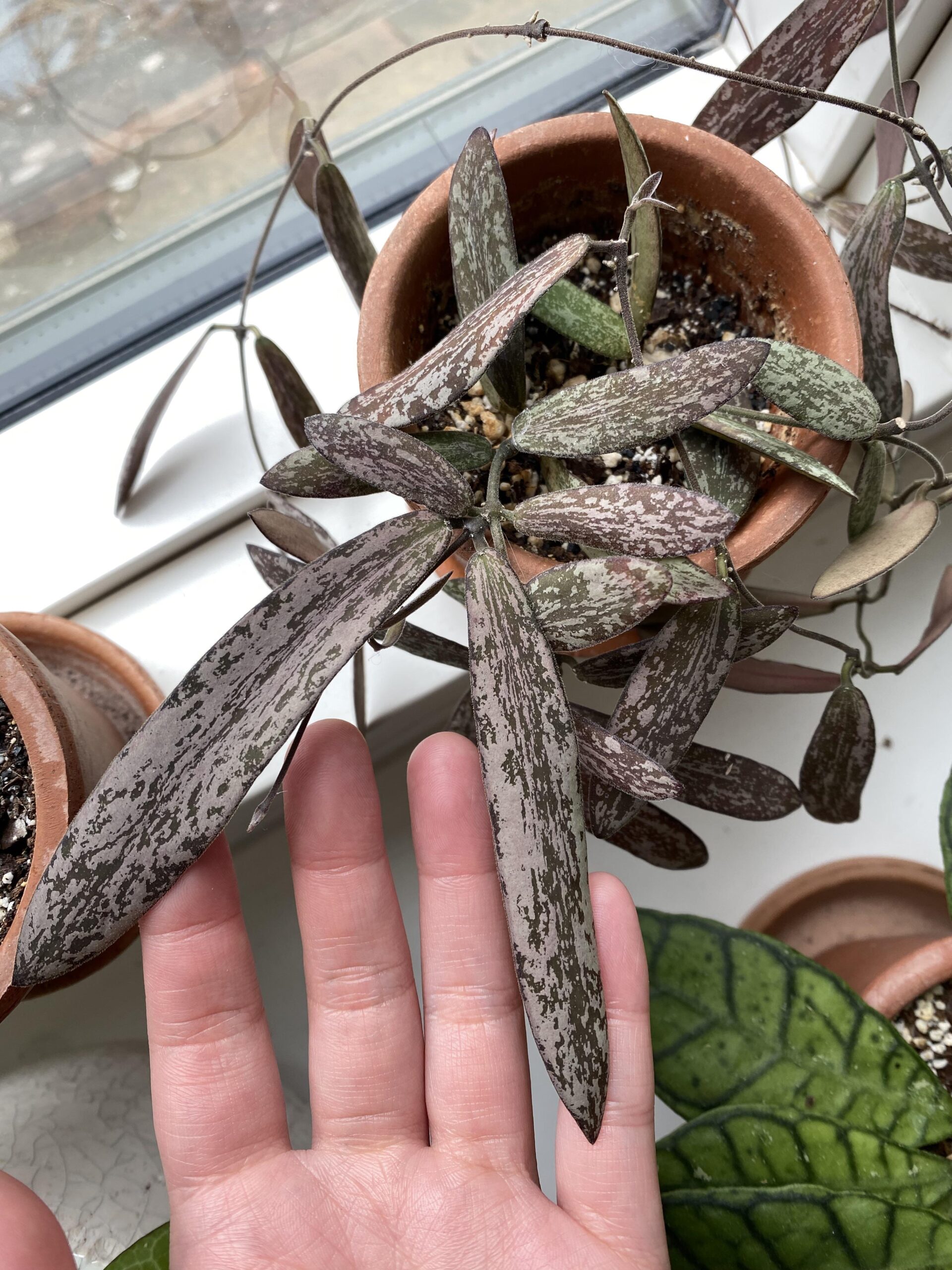 Hoya sigillatis – Image 5