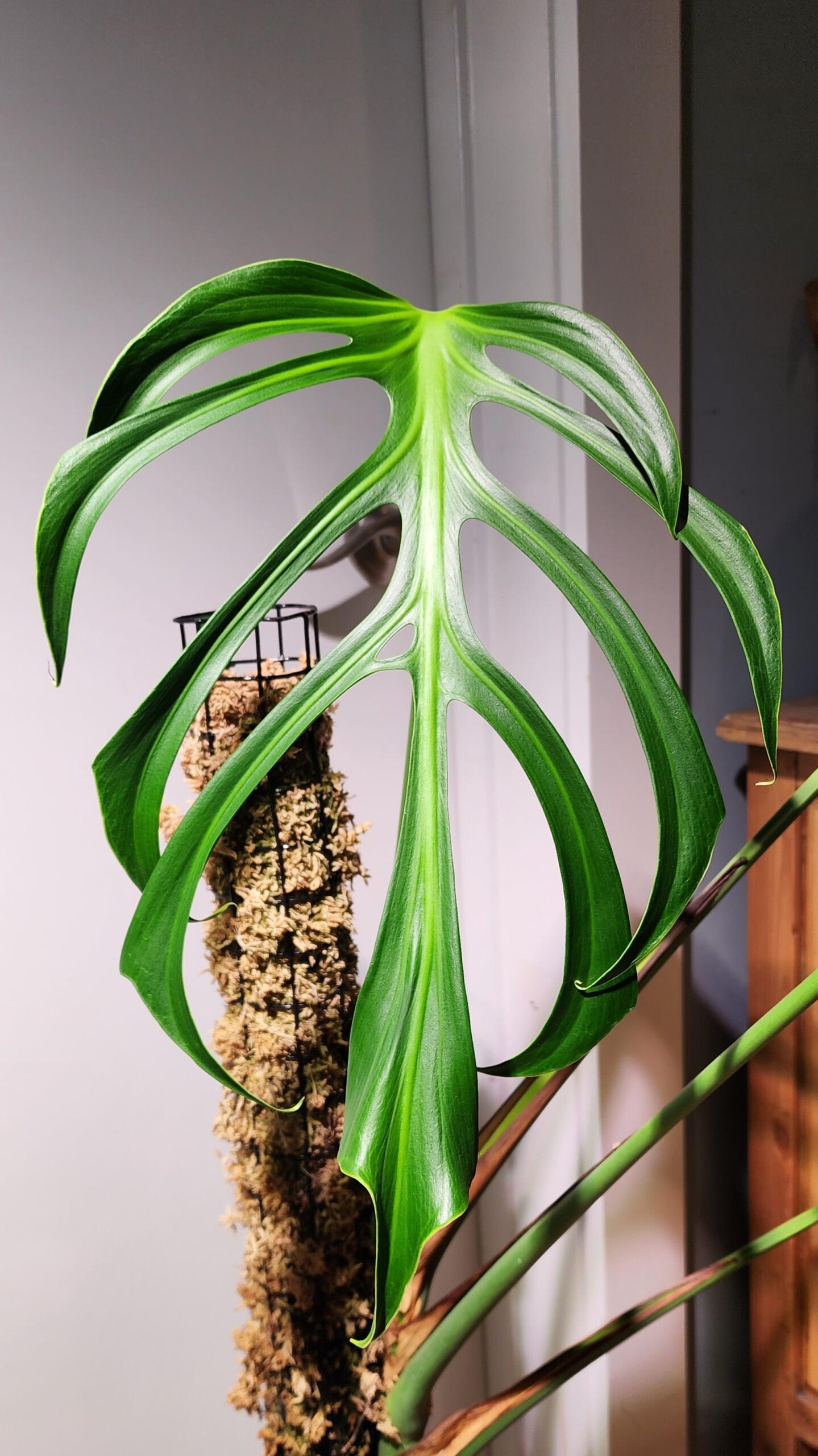 Monstera Burle Marx Flame – Image 5