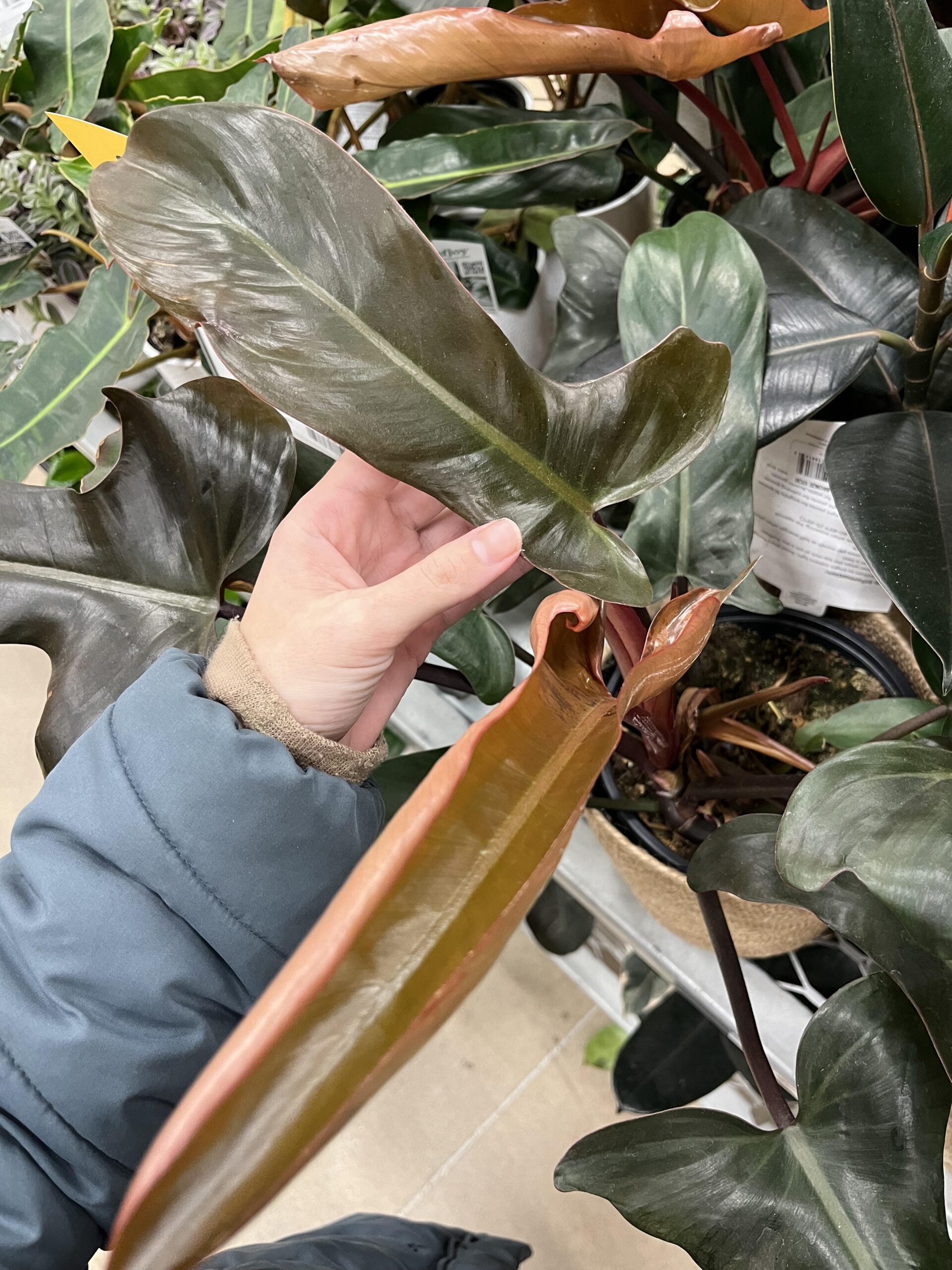 Philodendron Florida Bronze – Image 3
