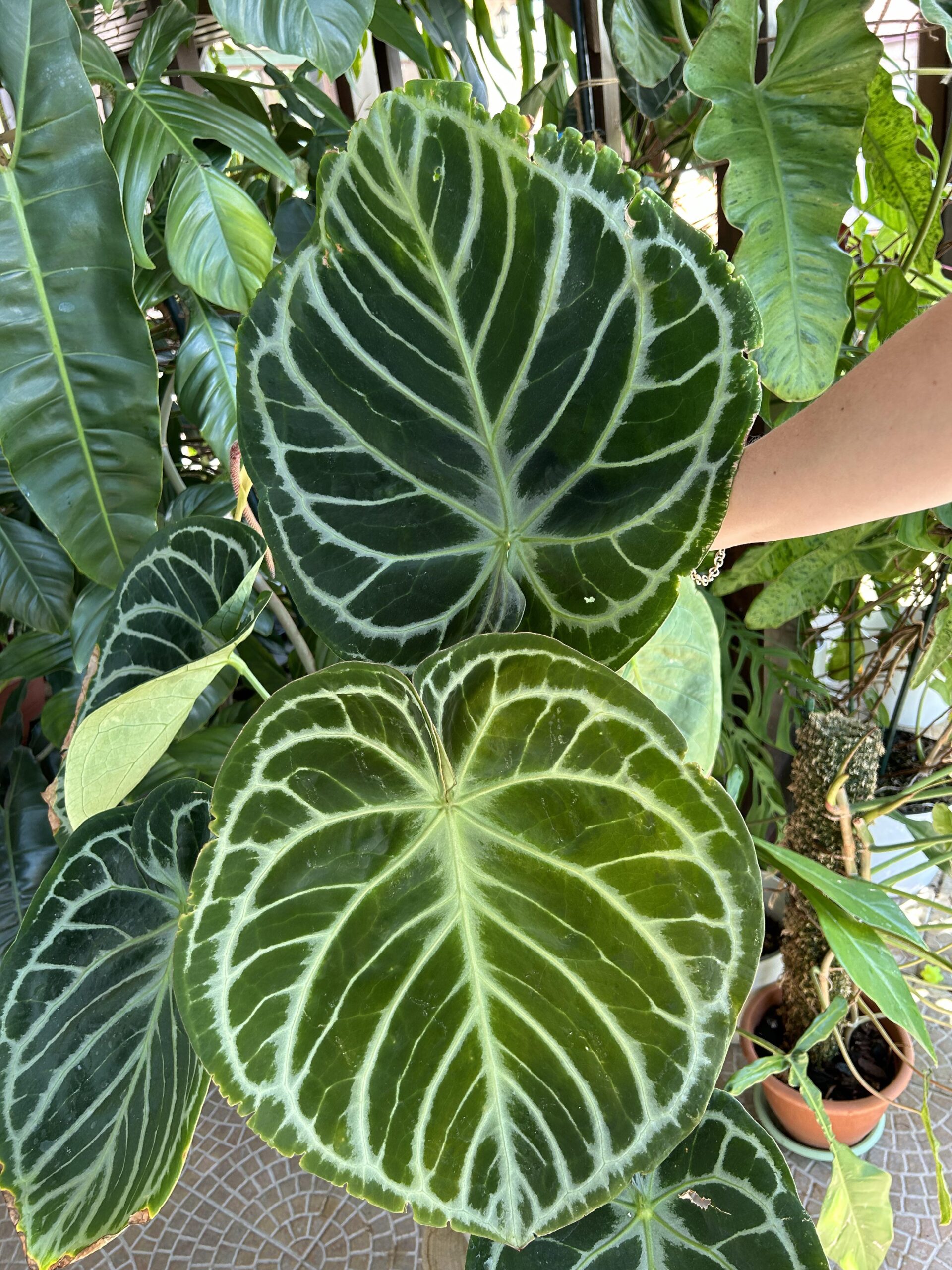 Anthurium crystallinum Dorayaki – Image 2