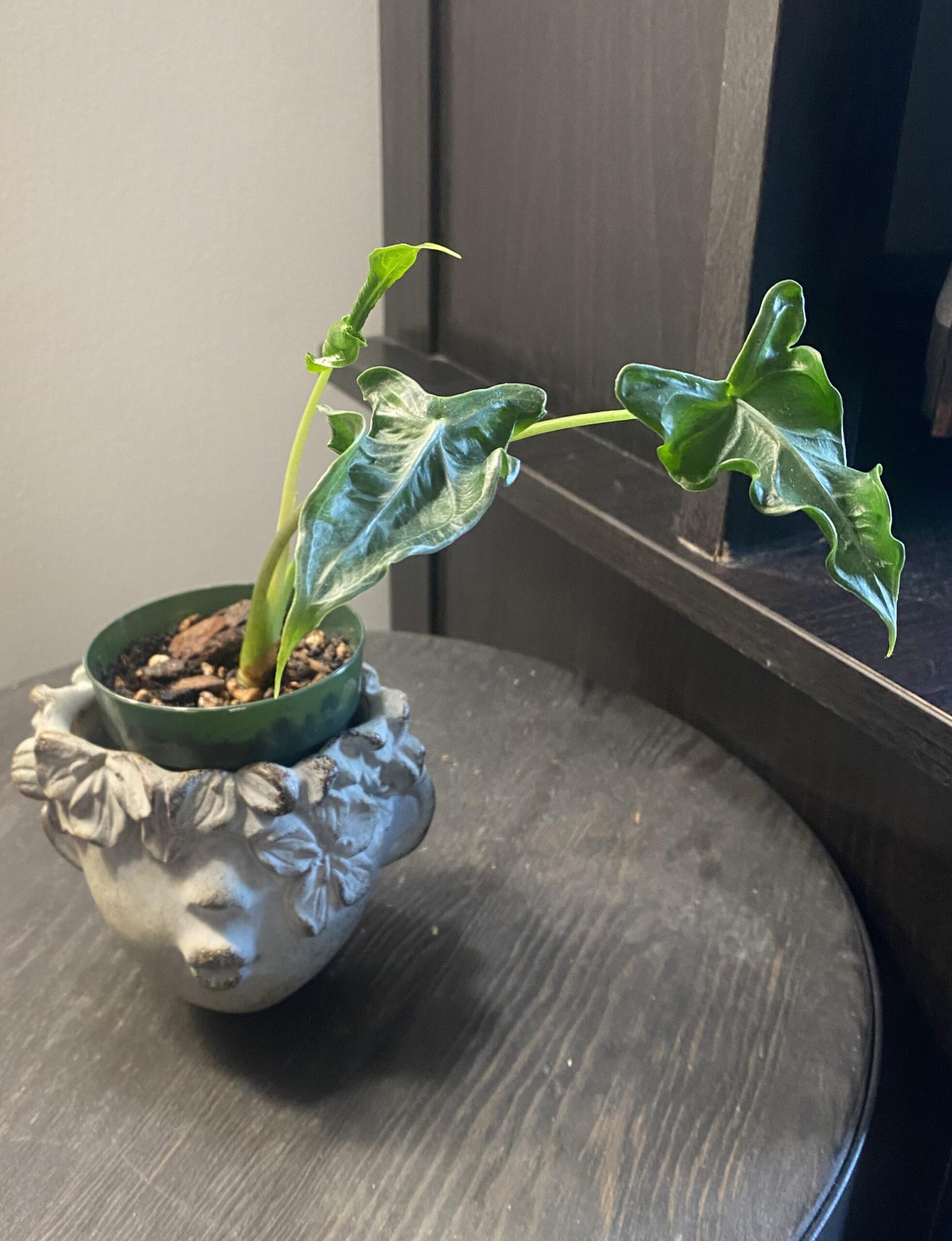 Alocasia Teletubbies – Image 2