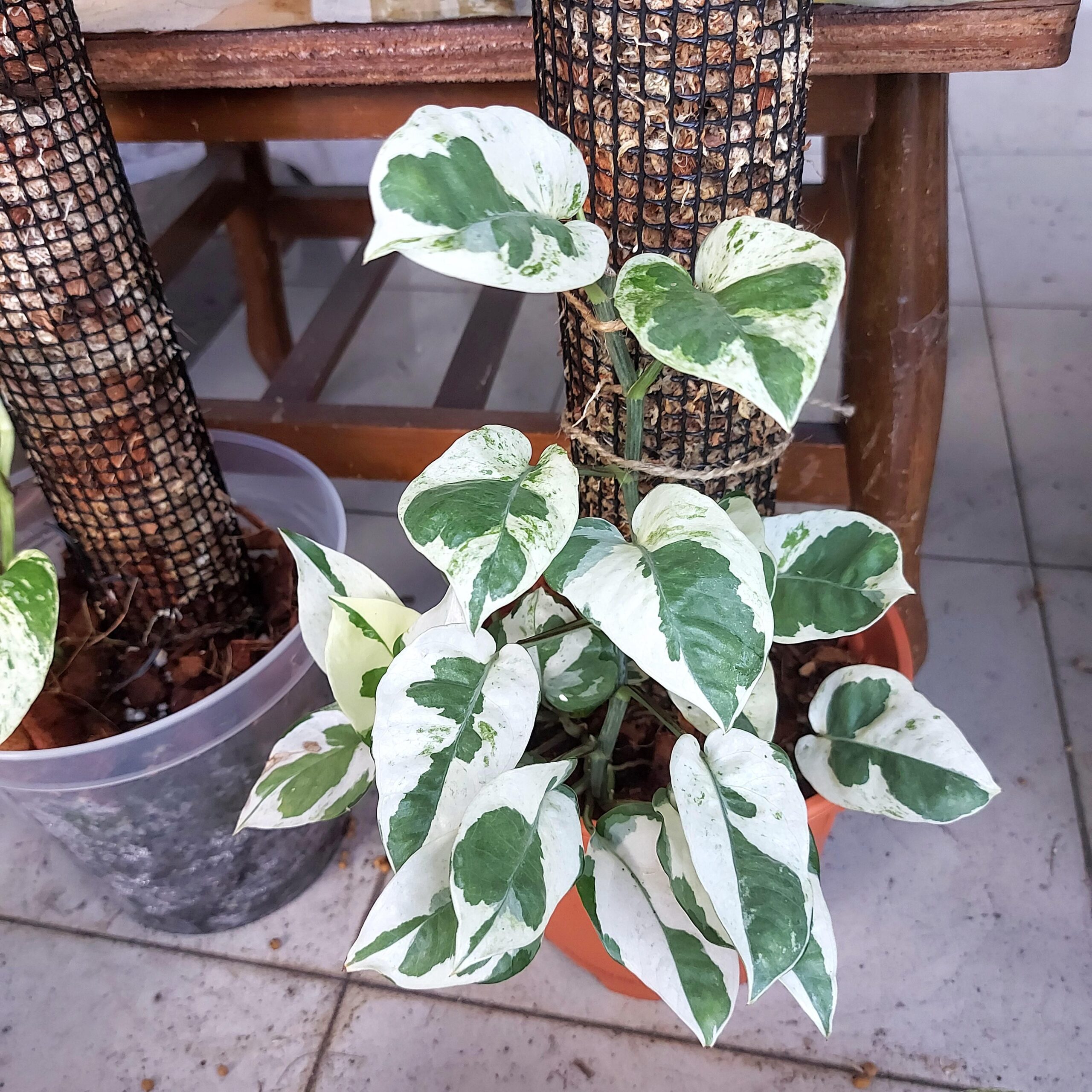 Epipremnum N Joy – Image 3