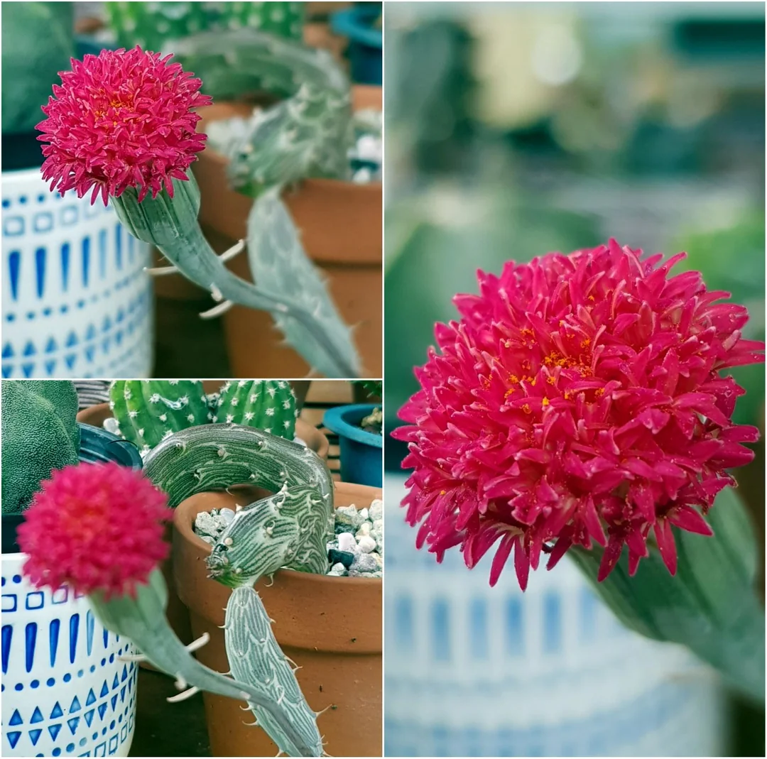 senecio pendulus – Image 2