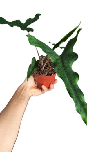 Alocasia Sabrina