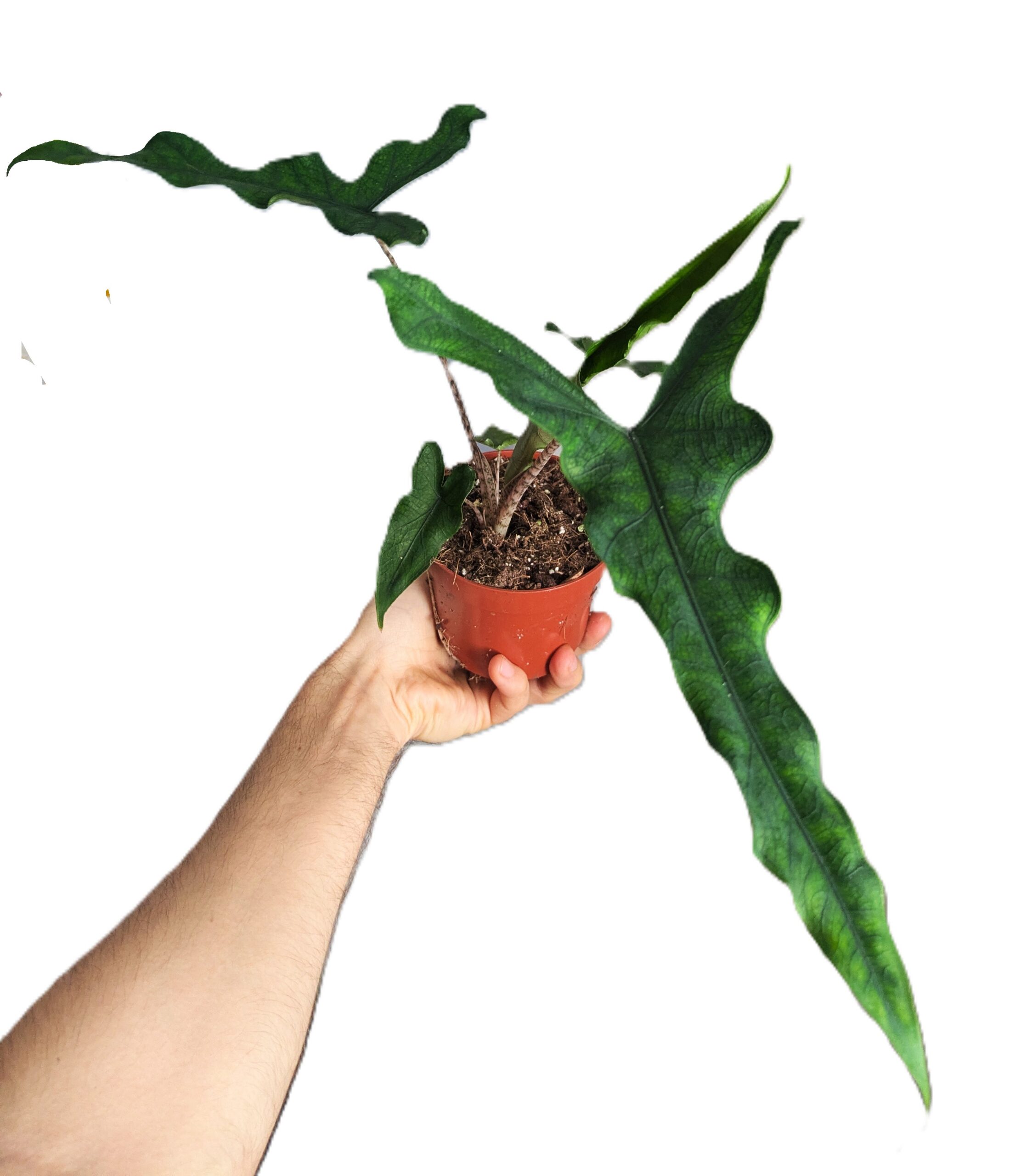 Alocasia Sabrina