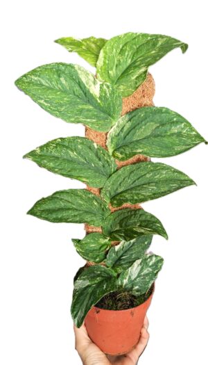 Rhaphidophora korthalsii Variegata