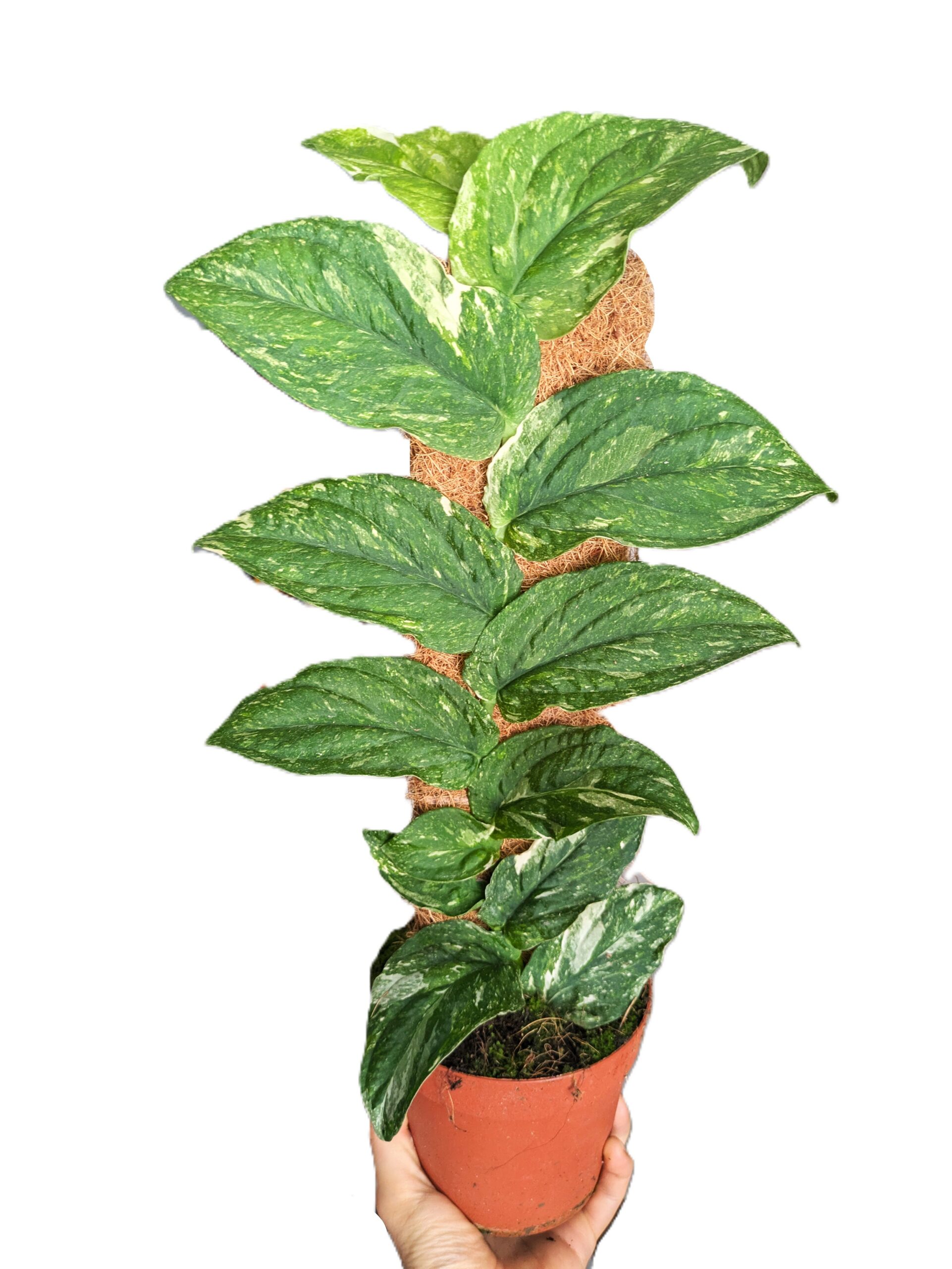 Rhaphidophora korthalsii Variegata