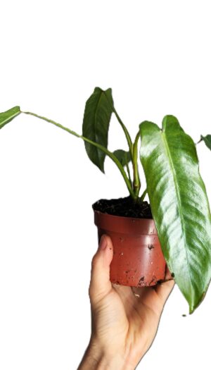 Philodendron spiritus-sancti