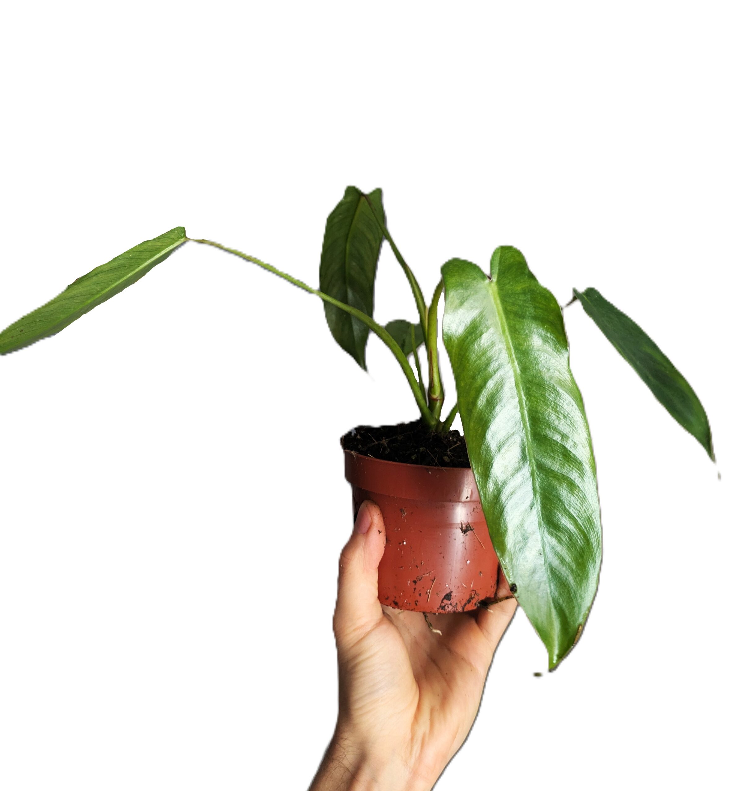 Philodendron spiritus-sancti