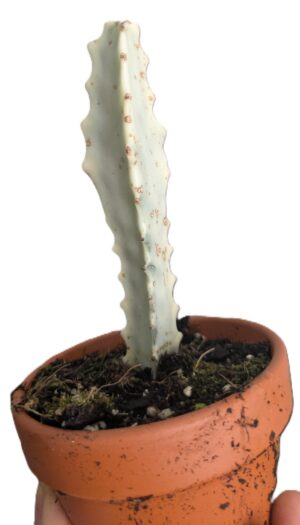 Euphorbia lactea White Ghost