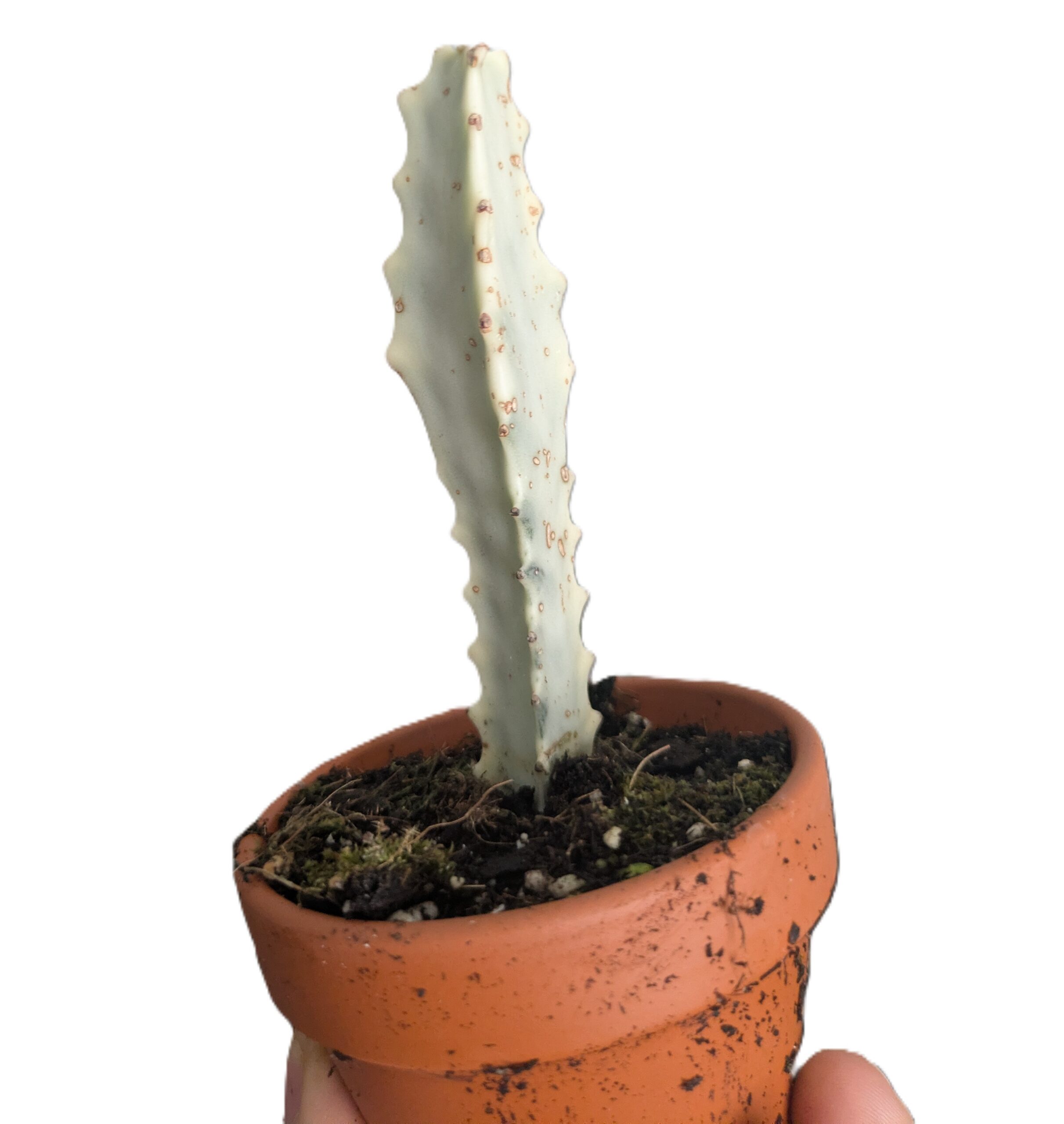 Euphorbia lactea White Ghost