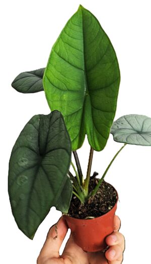 Alocasia Platinum
