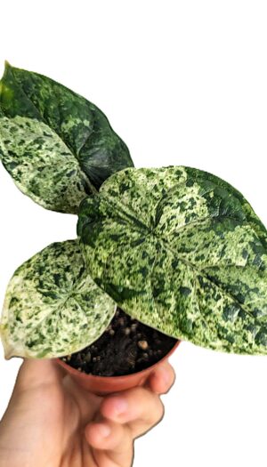 Alocasia Dragon Scale Mint