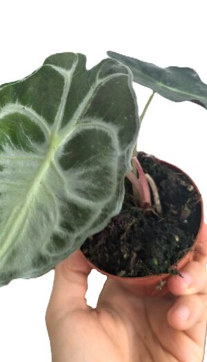 Alocasia Venom