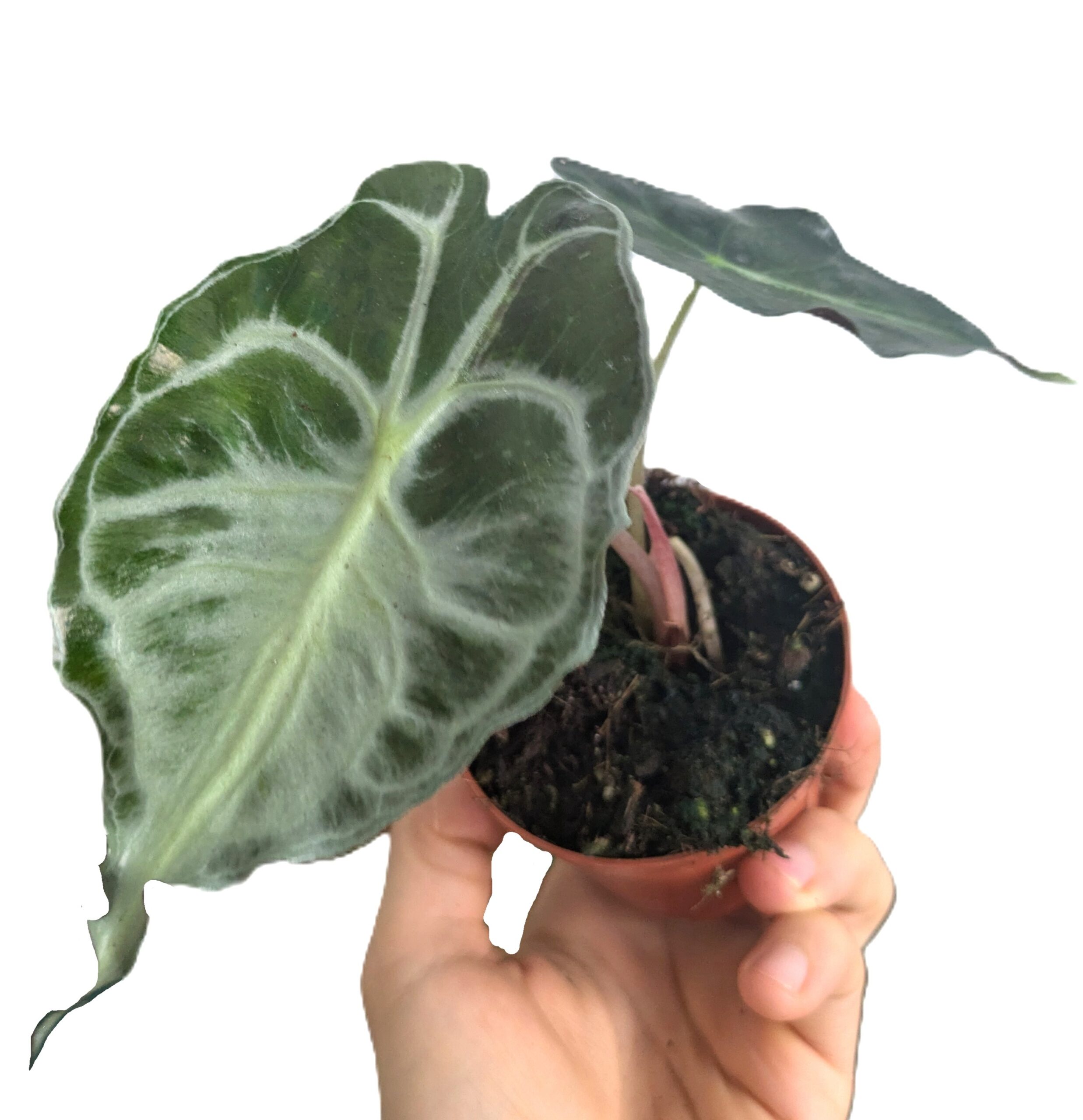 Alocasia Venom