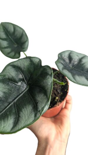 Alocasia reversa