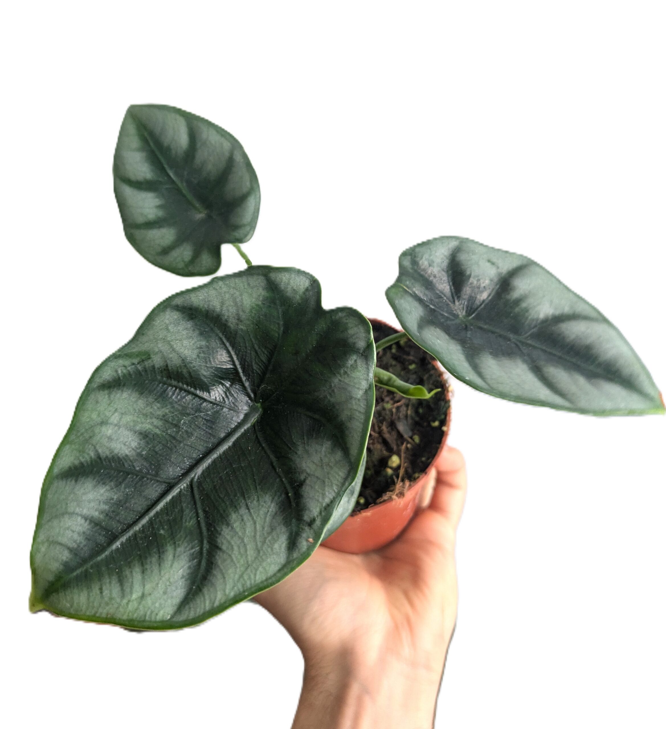 Alocasia reversa