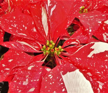 1280px-Pointsettia_11